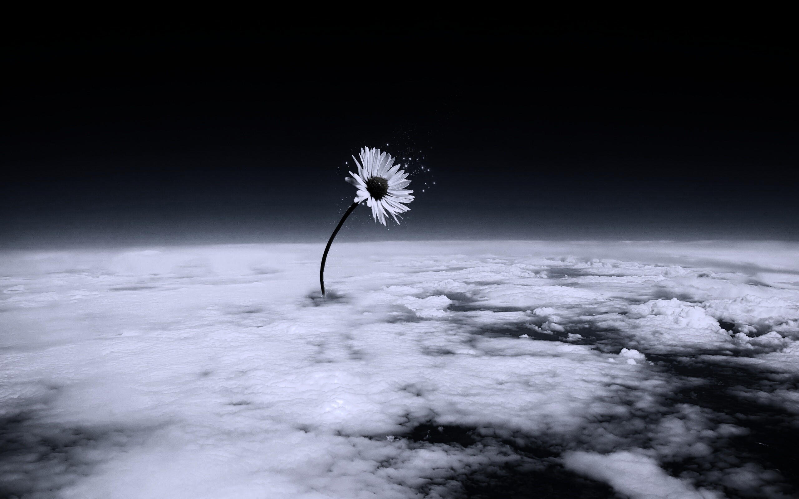 Ромашка в стратосфере обои