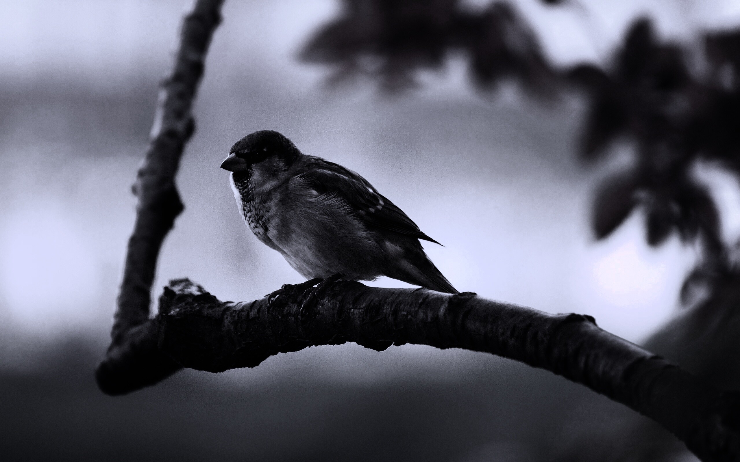 Птичка на ветке обои