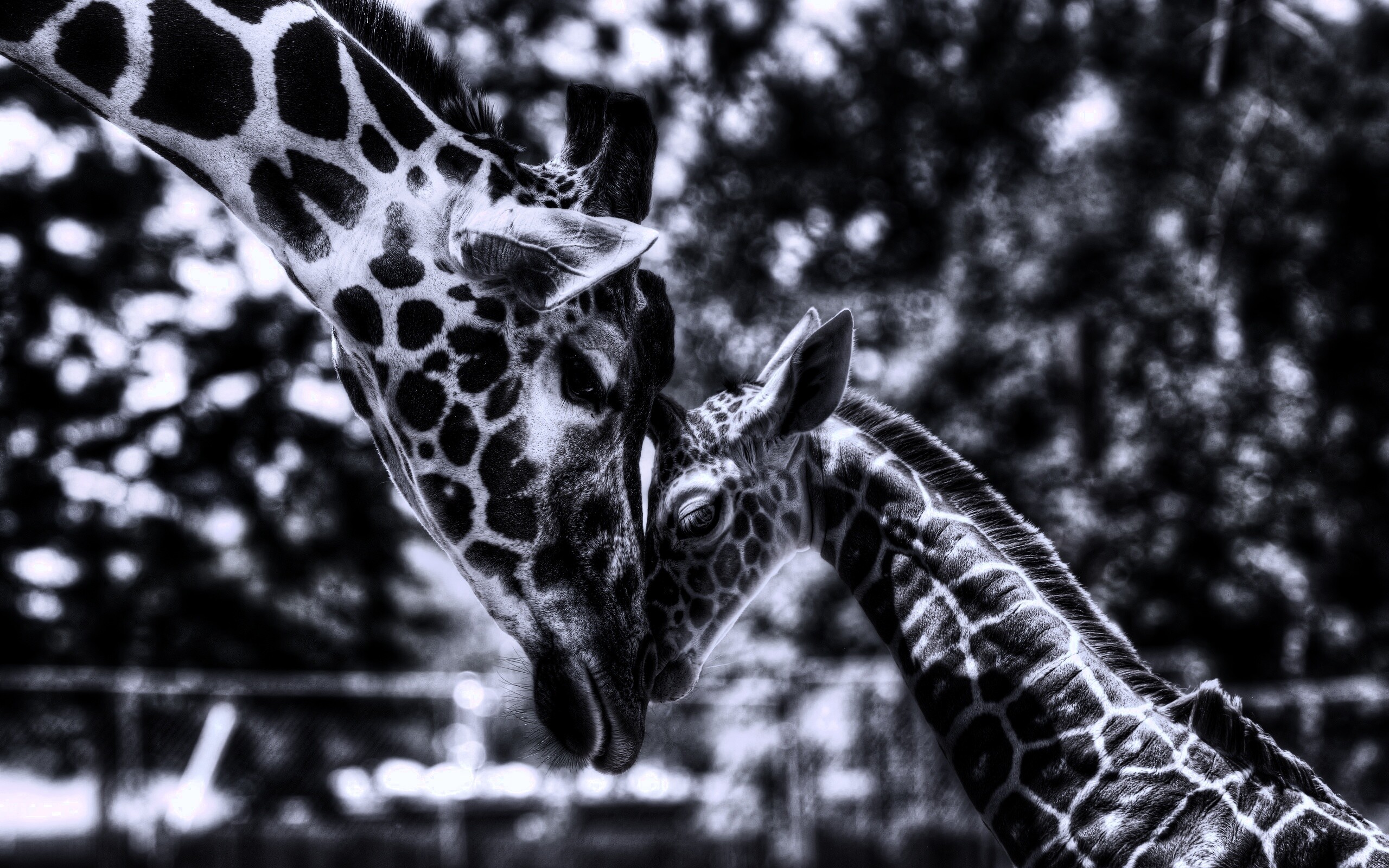 Жирафа и жирафёнок обои