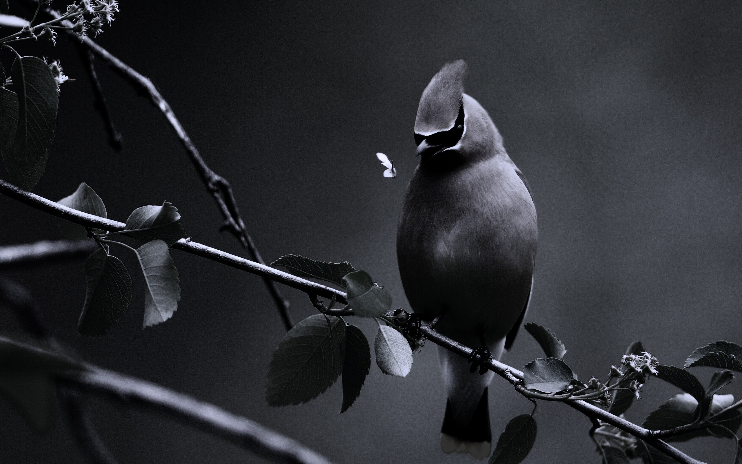 Оранжевая птичка обои