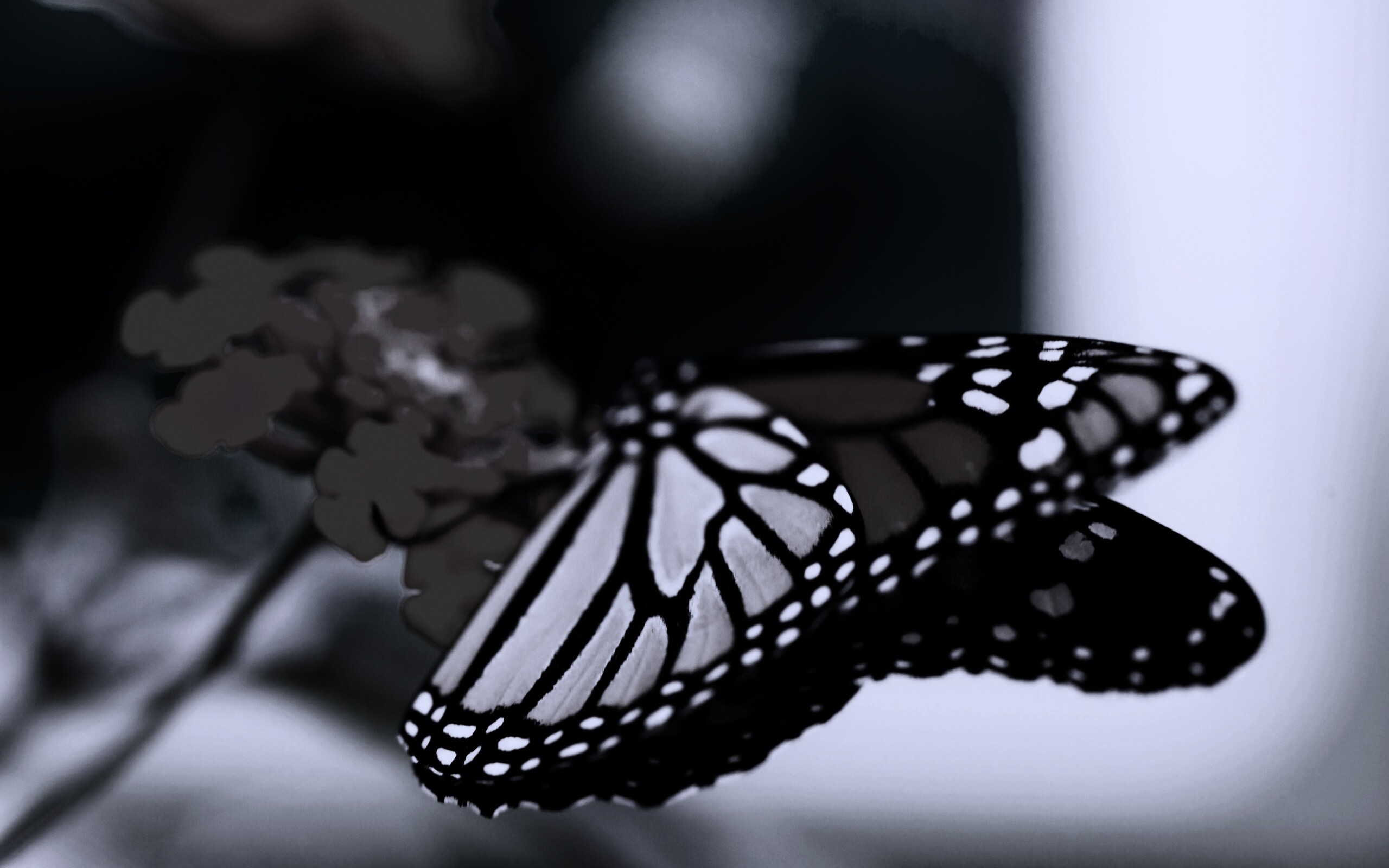 Бабочка на цветке в макро обои