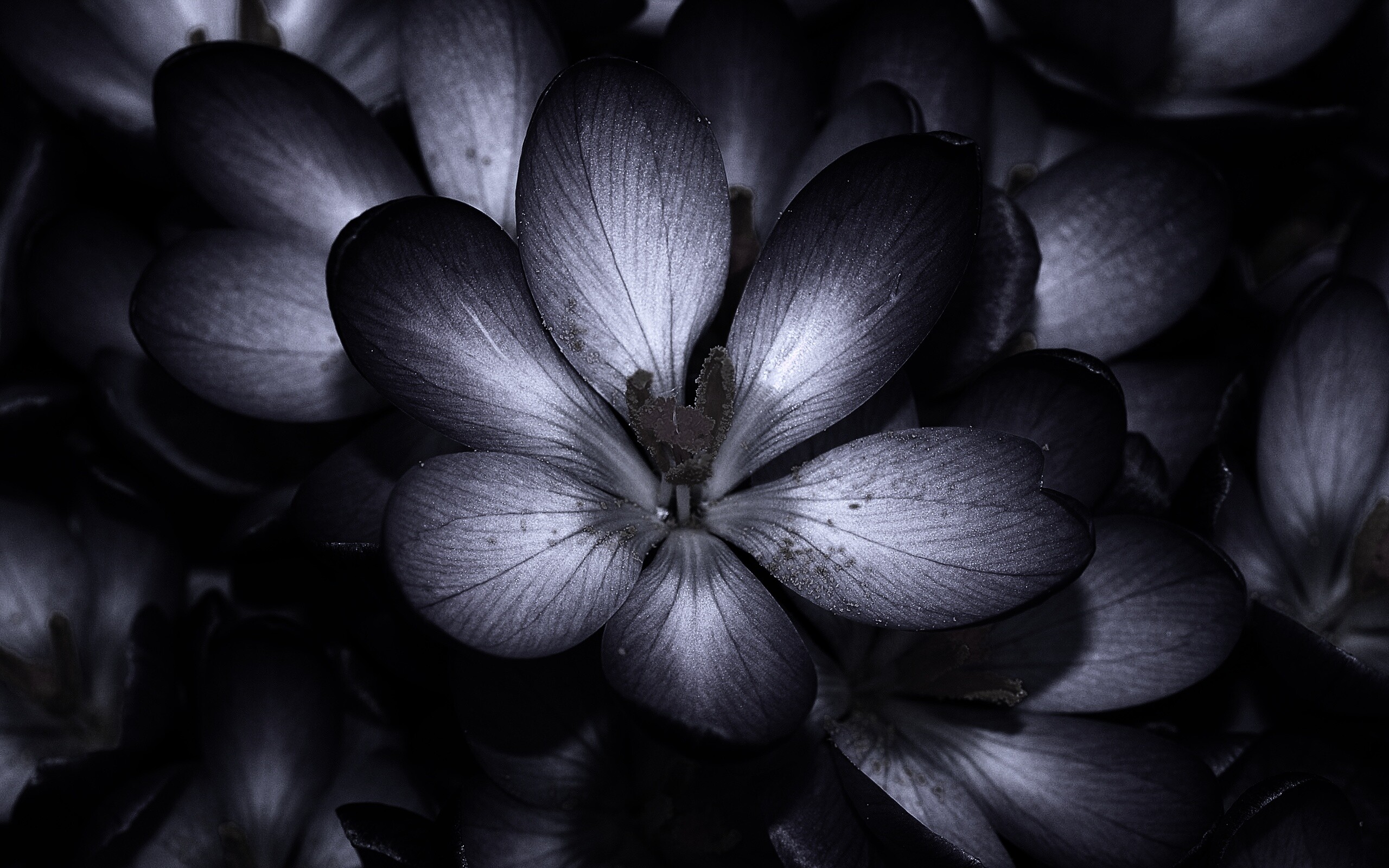 Сиреневый цветок обои