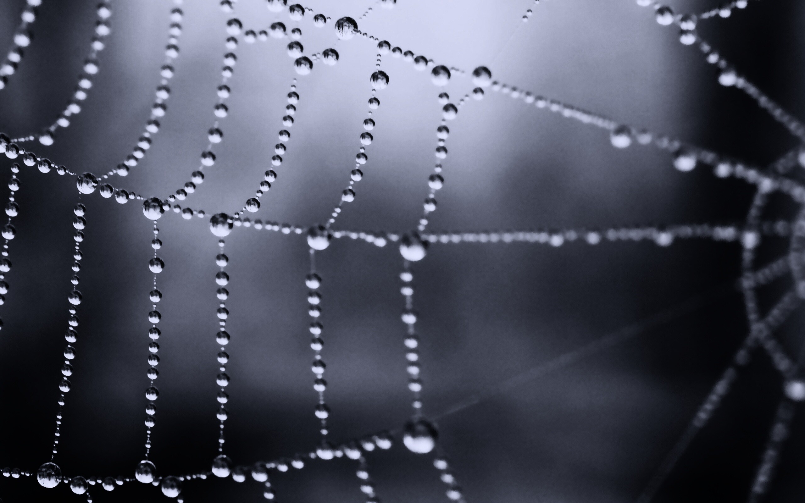Капли росы на паутине обои