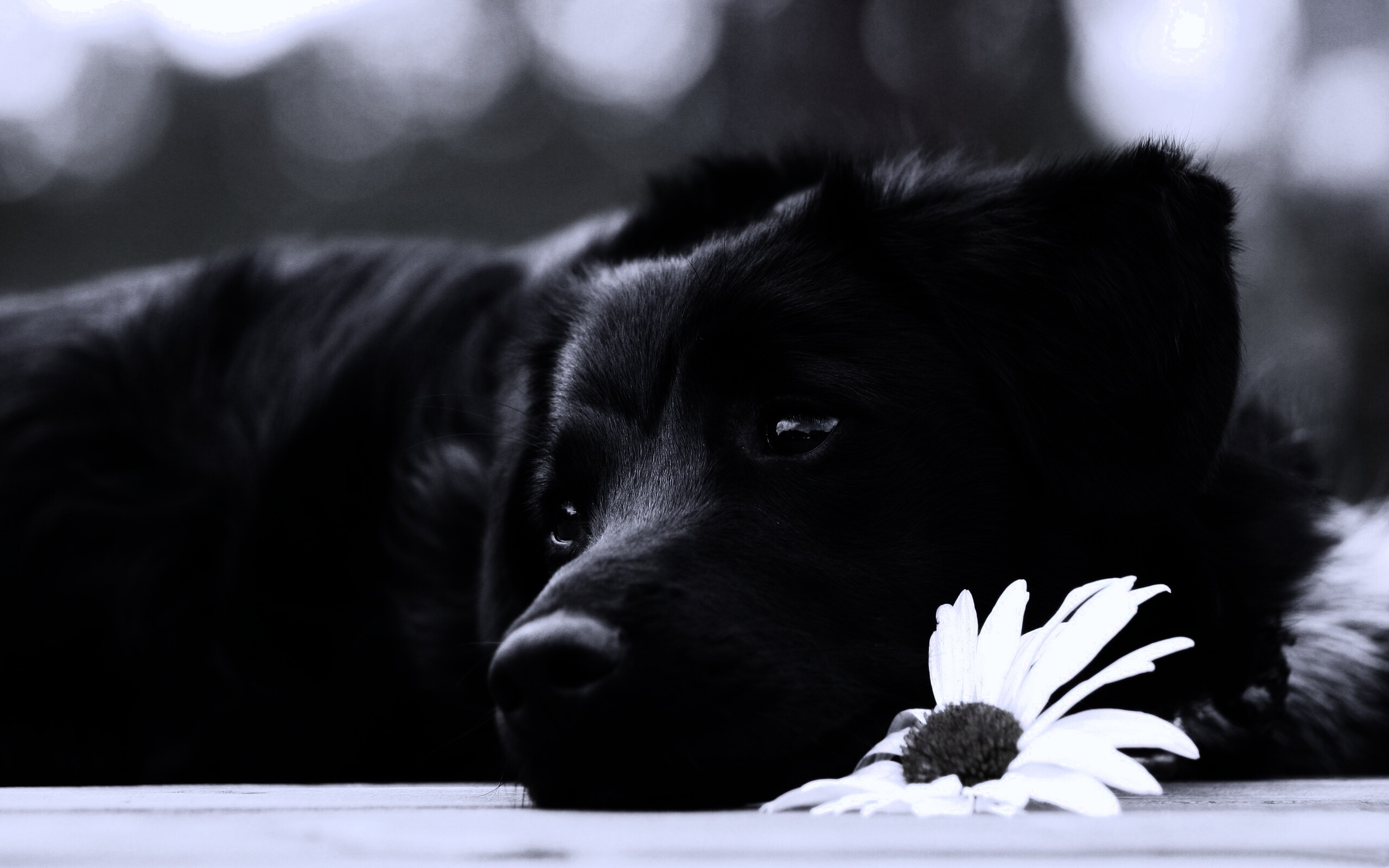 Собака с ромашкой обои