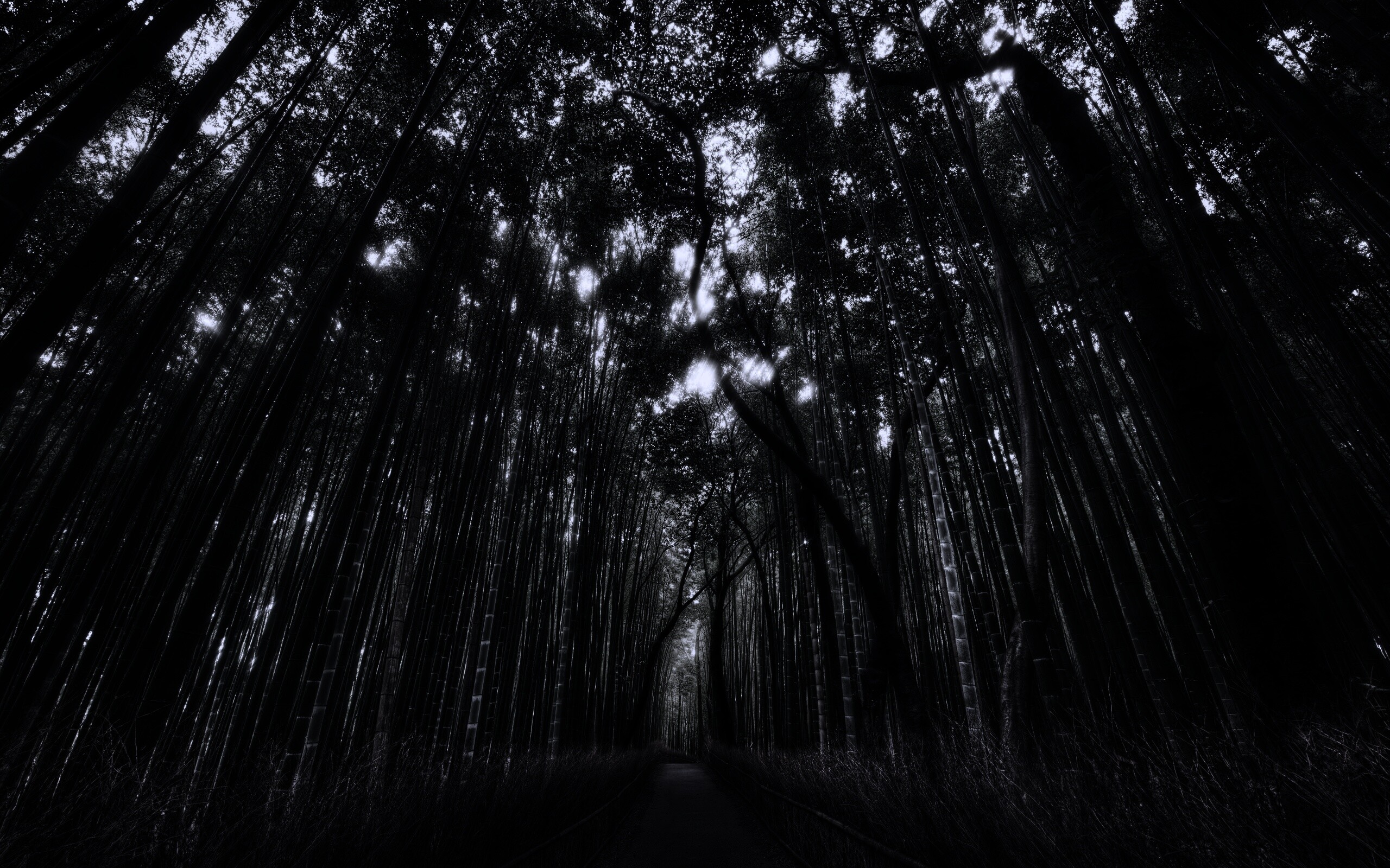 Дорога в тростниковых зарослях обои