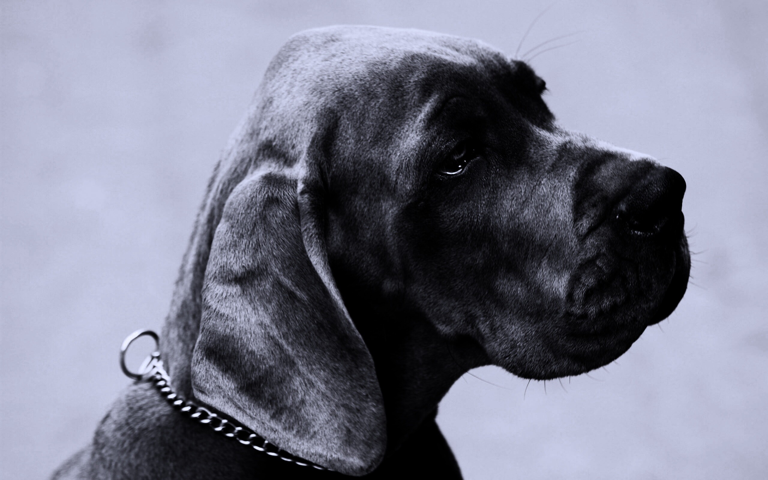 Грустная собака обои