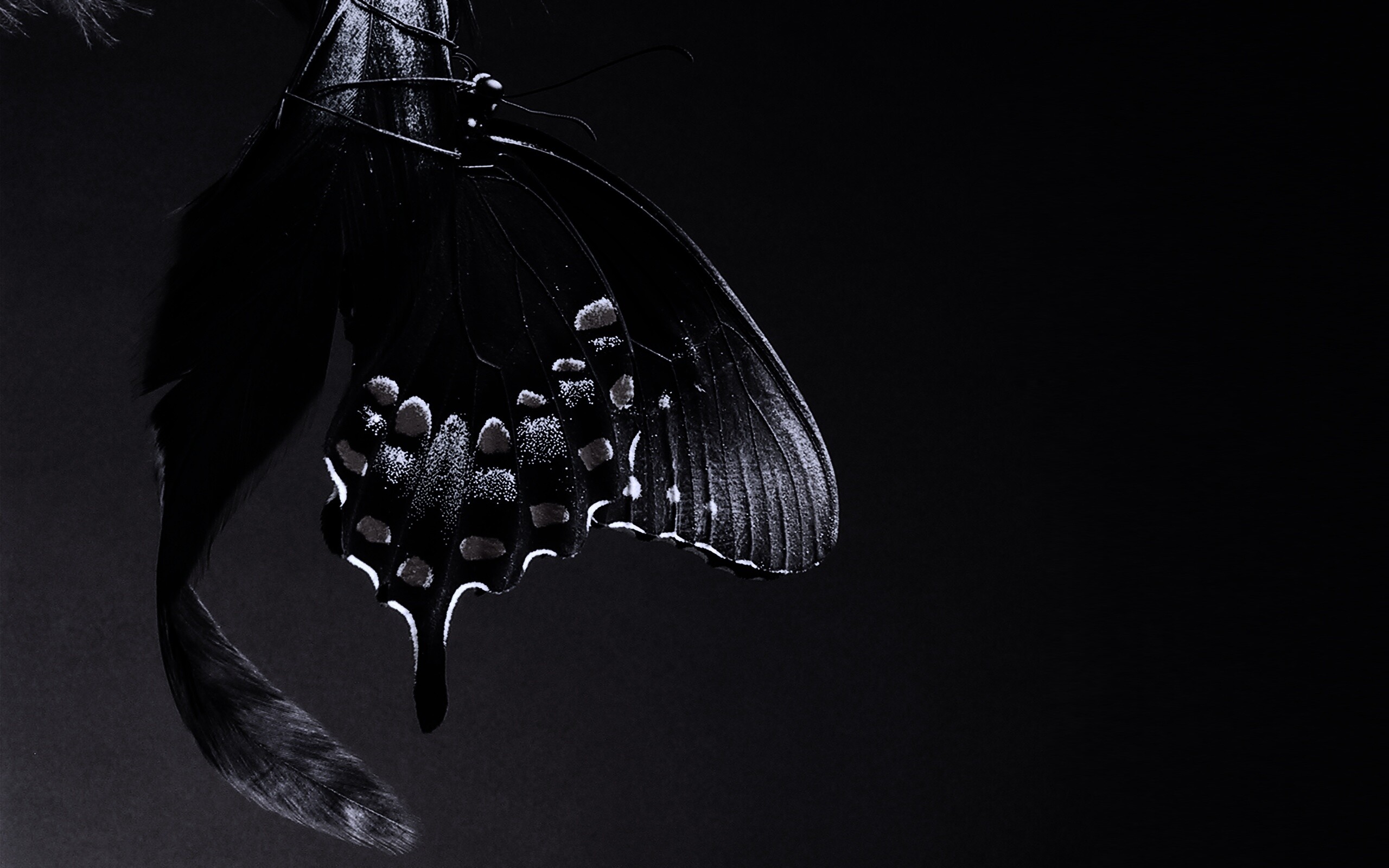 Красивая бабочка обои