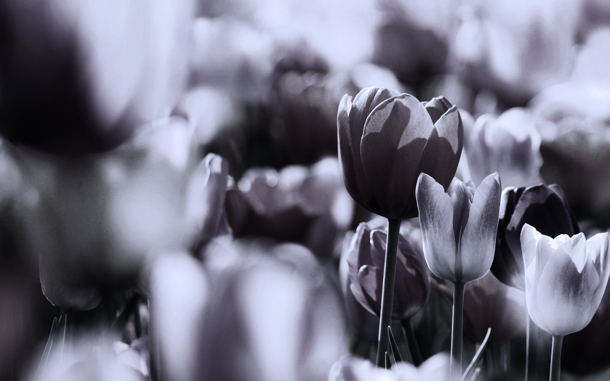 Красивые тюльпаны обои