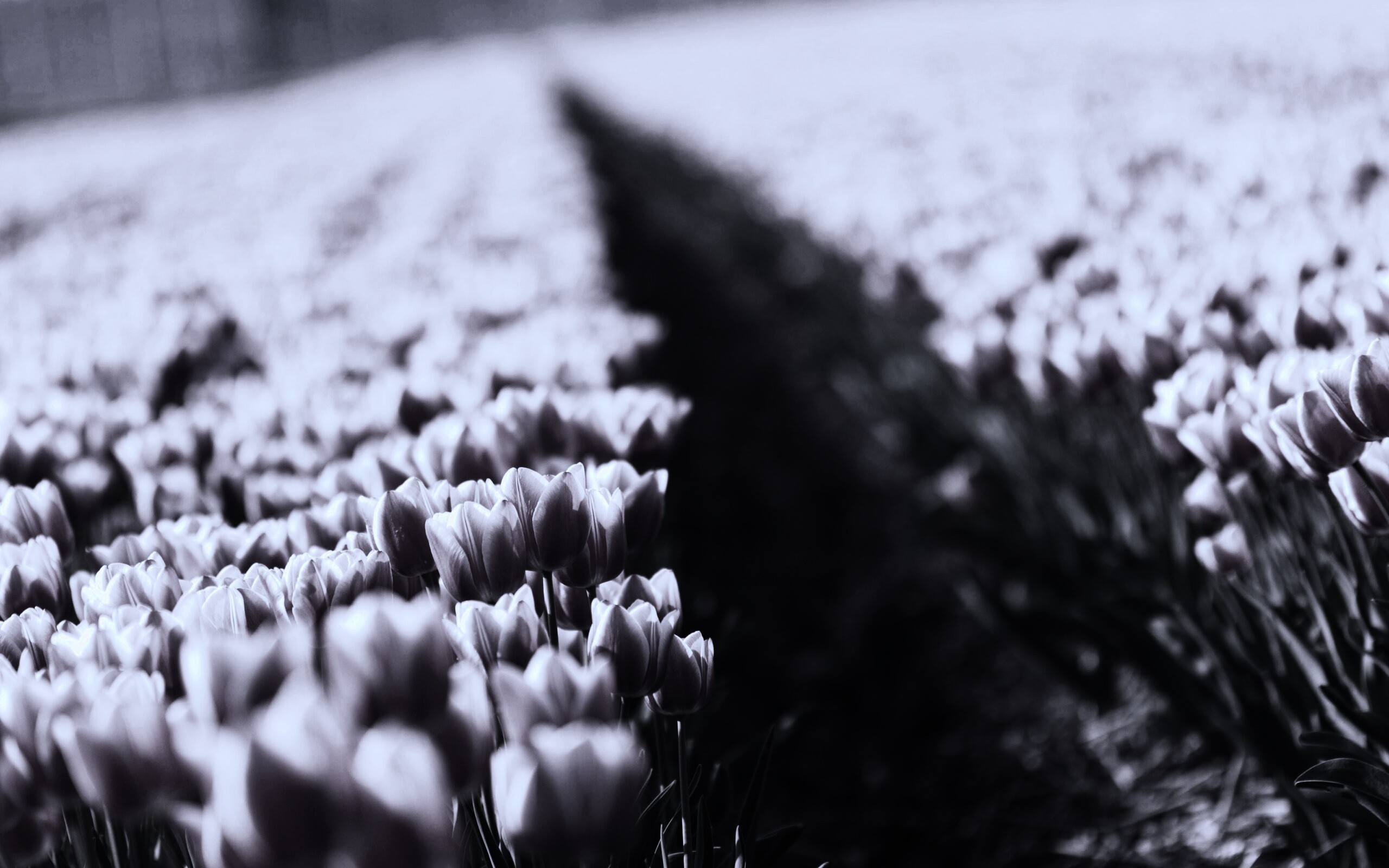 Тропинка в поле розовых тюльпанов обои