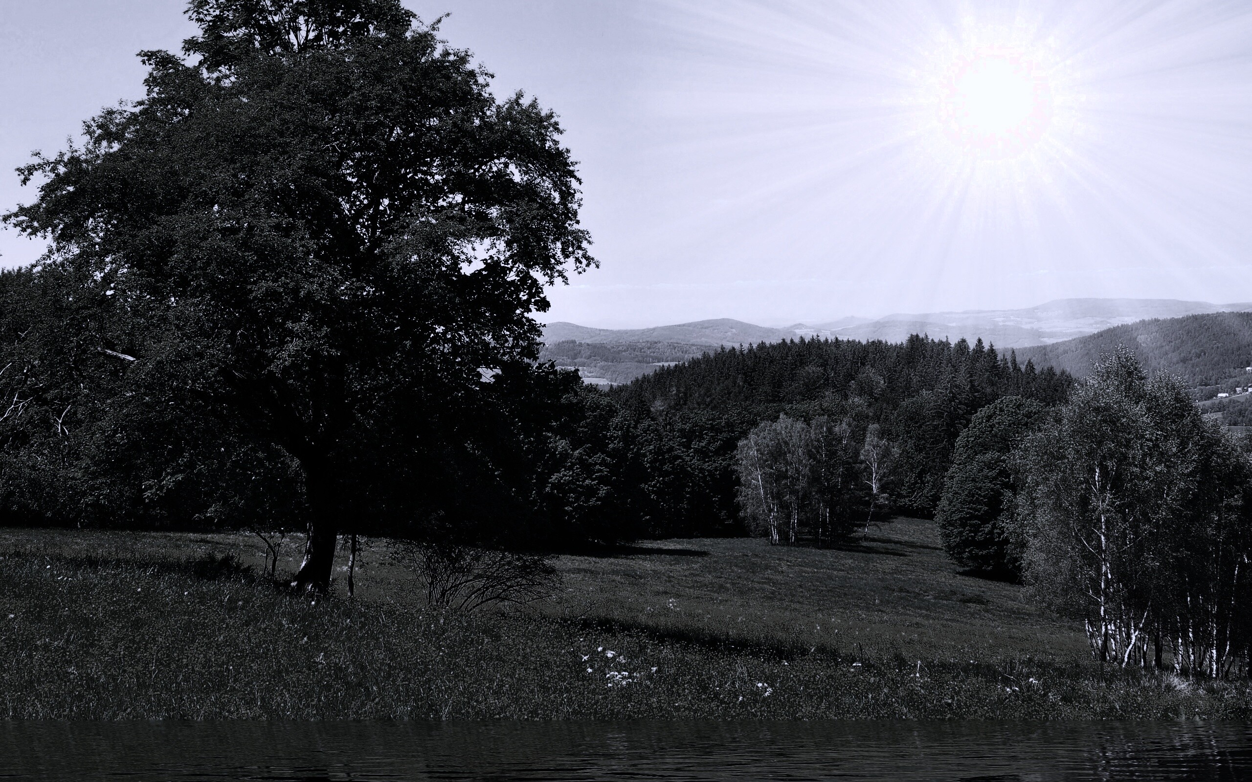 Дерево у воды обои