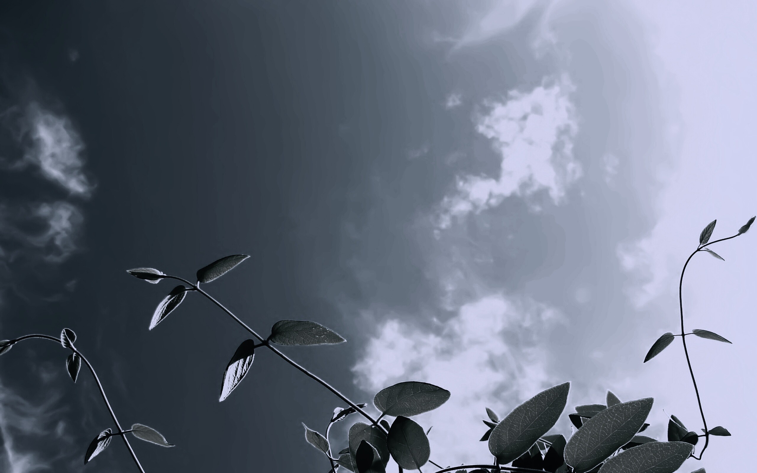 Зеленые ветви на фоне голубого неба обои