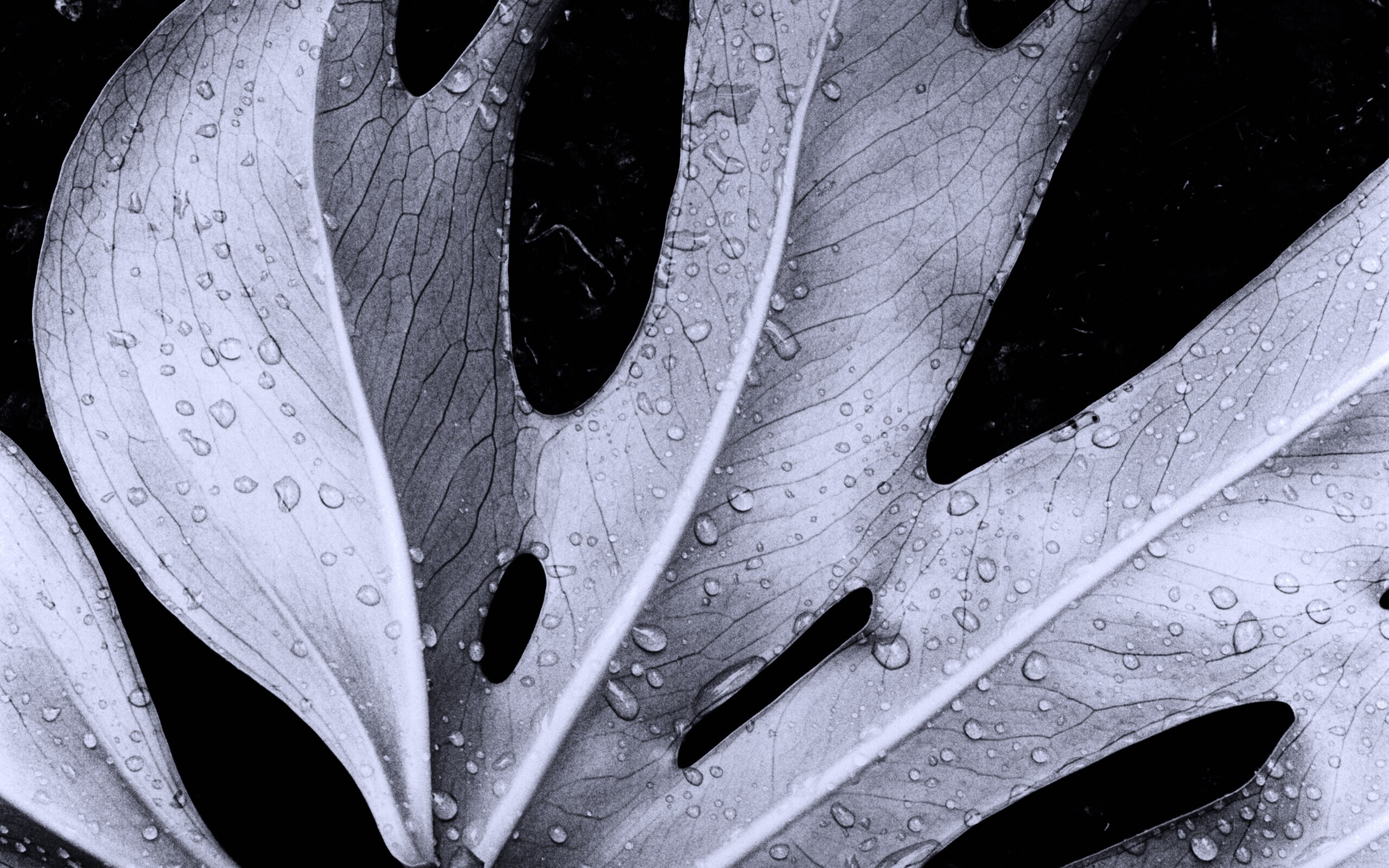 Белый лист обои