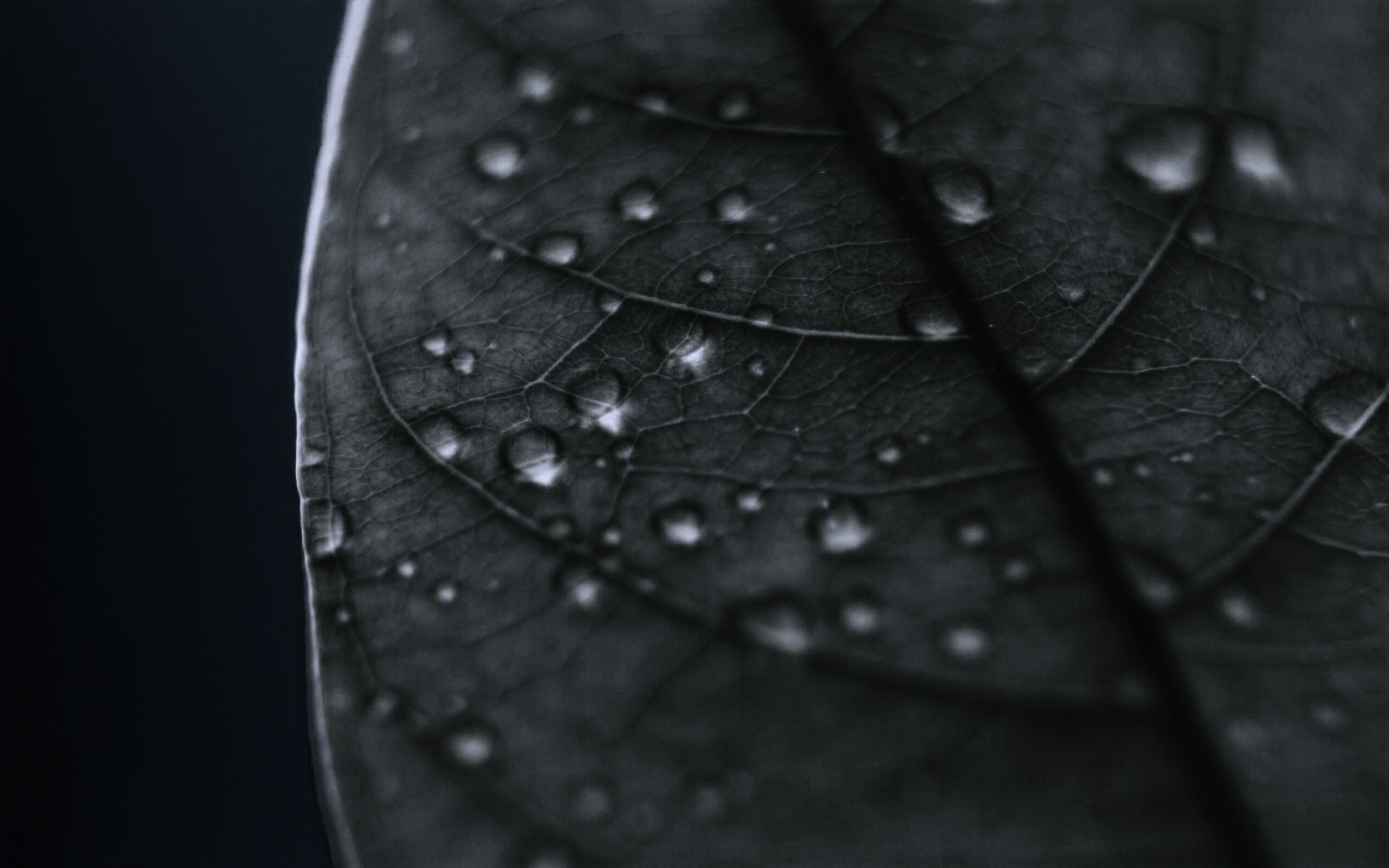 Зеленый листик в макро обои