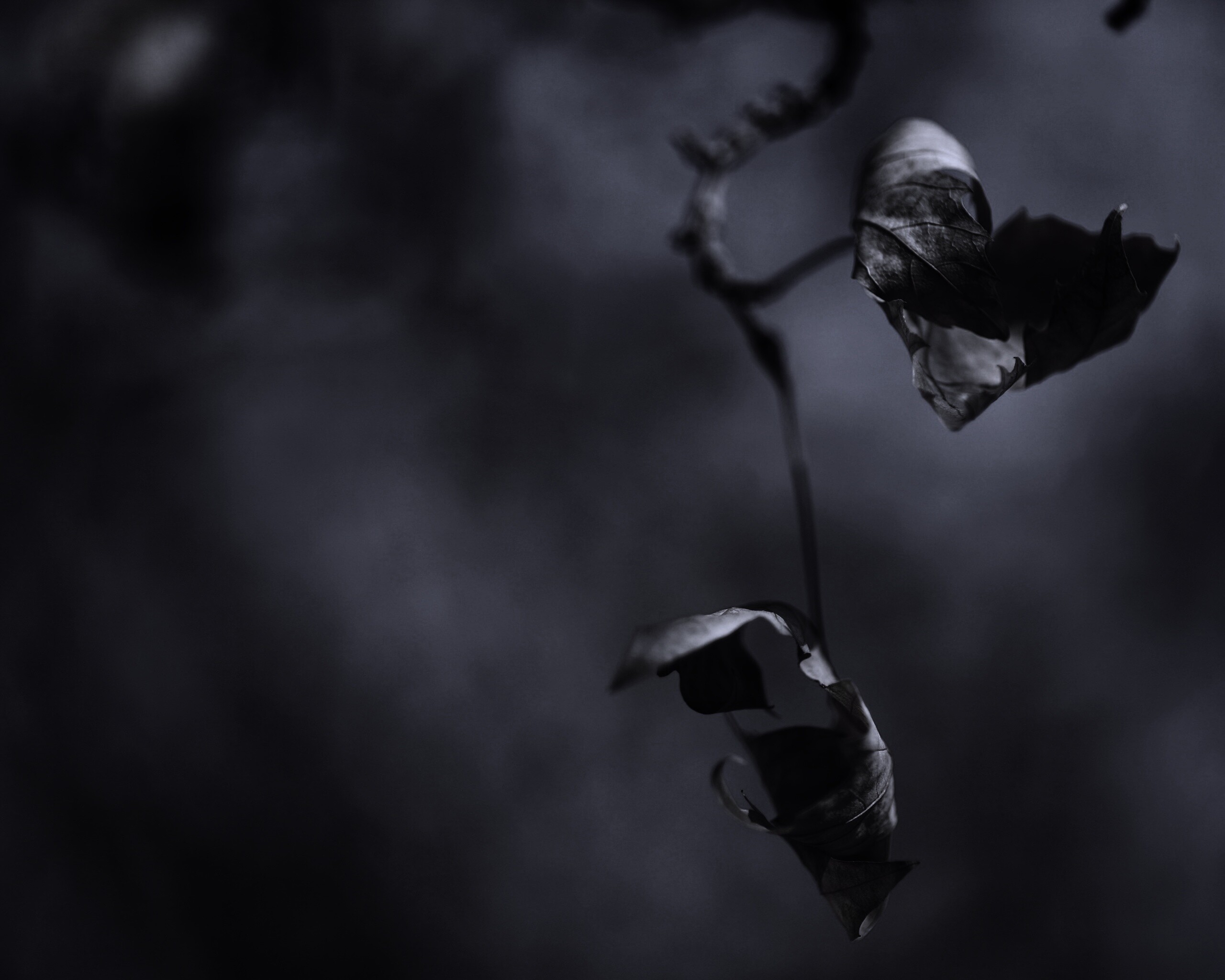 Увядшие листья обои