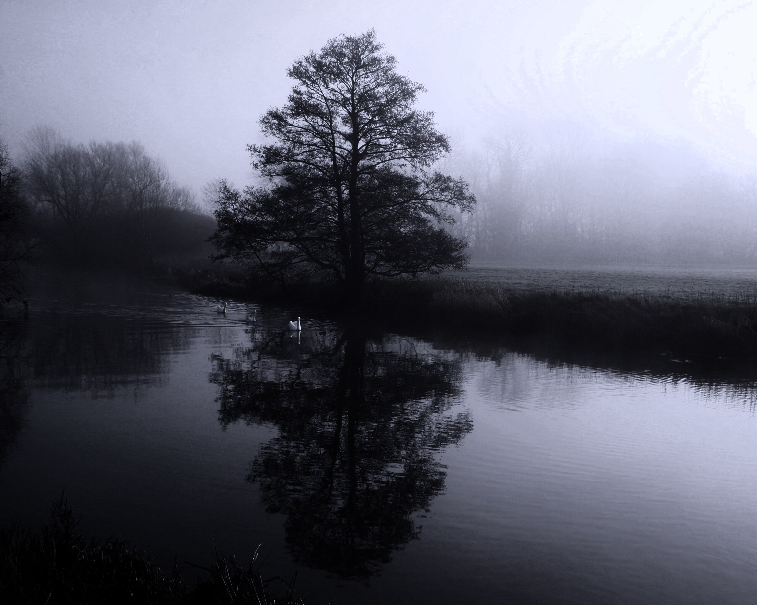 Дерево в тумане обои