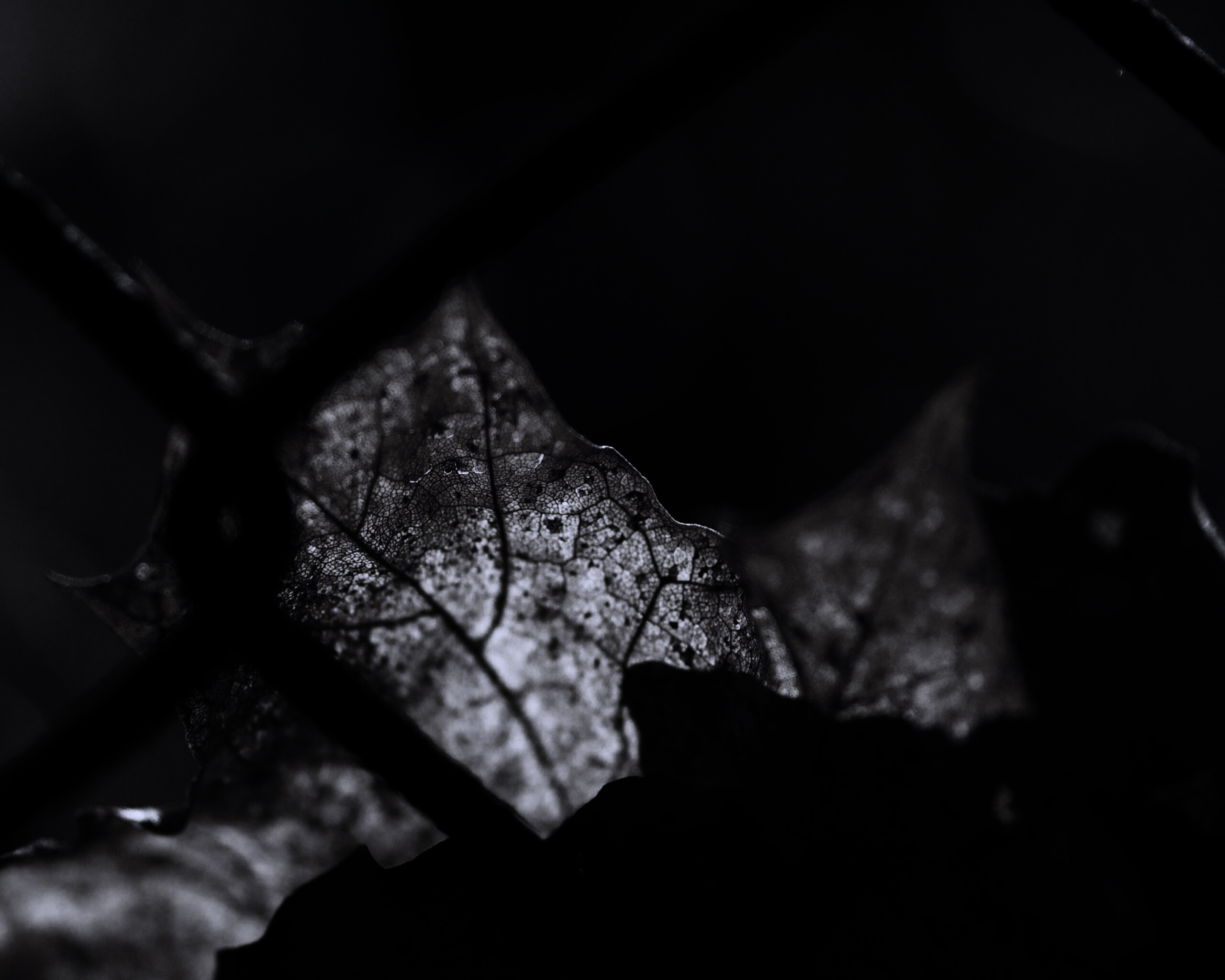 Осенний лист на забором обои