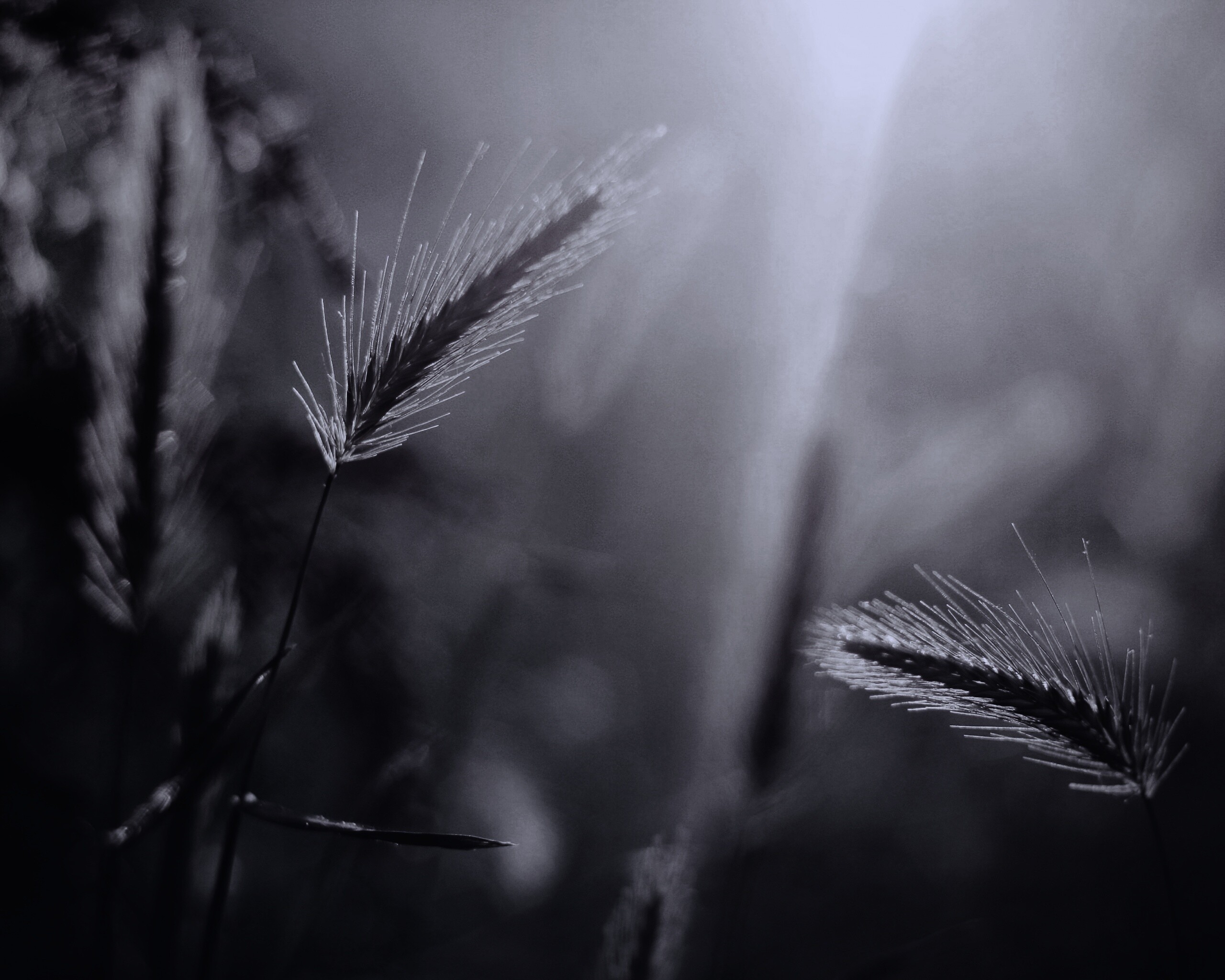 Травинки на солнце обои