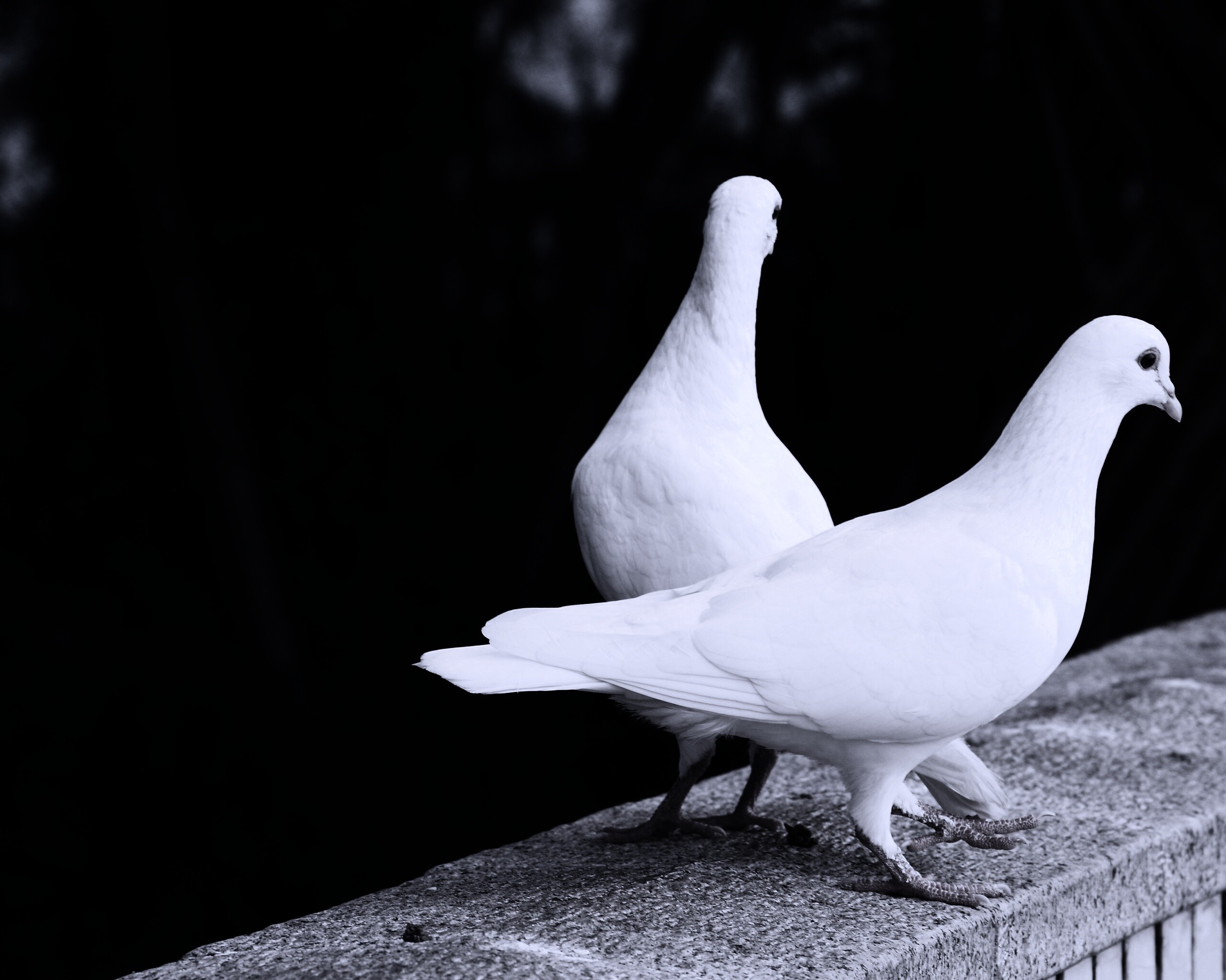 Два белых голубя обои