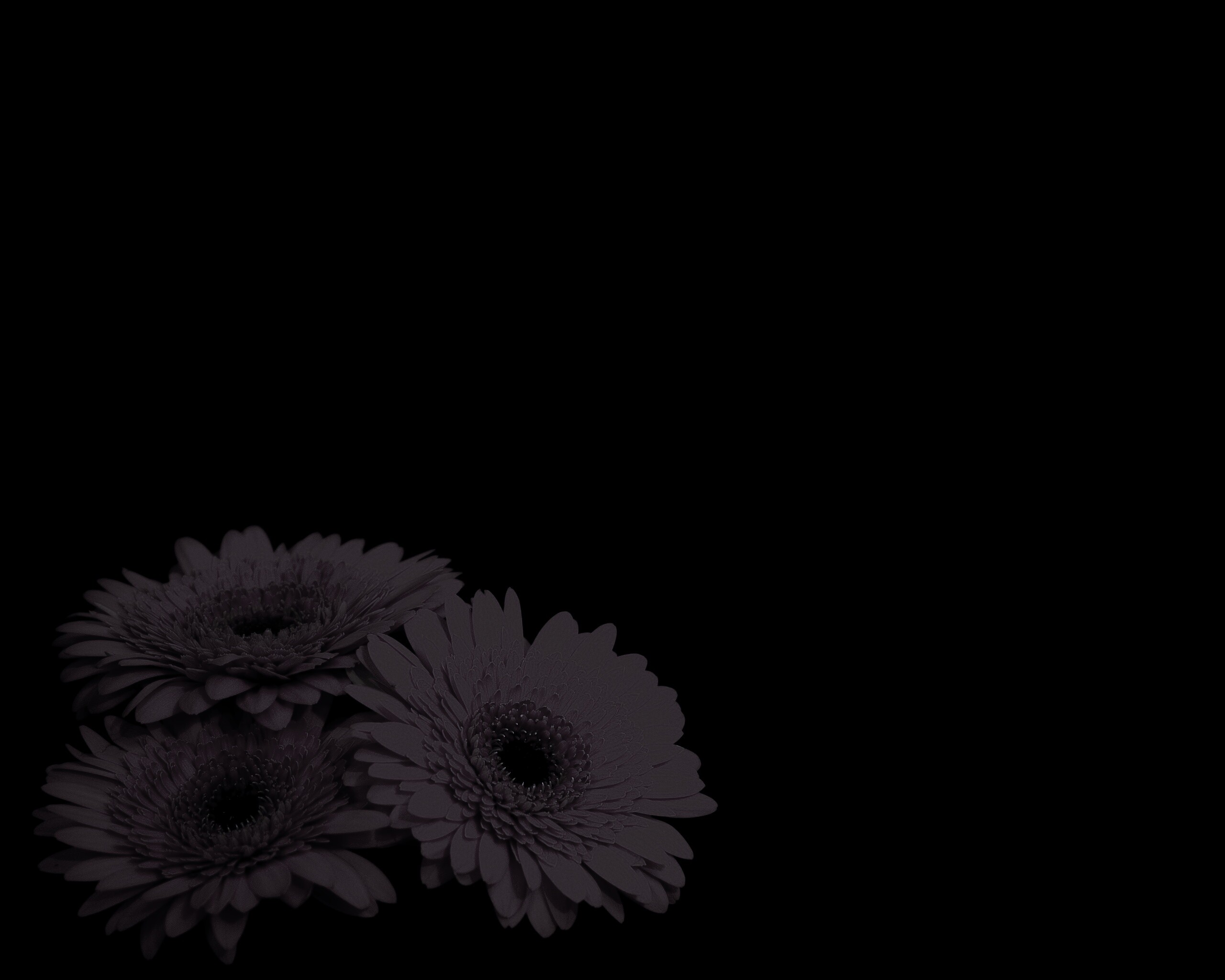 Красные герберы обои