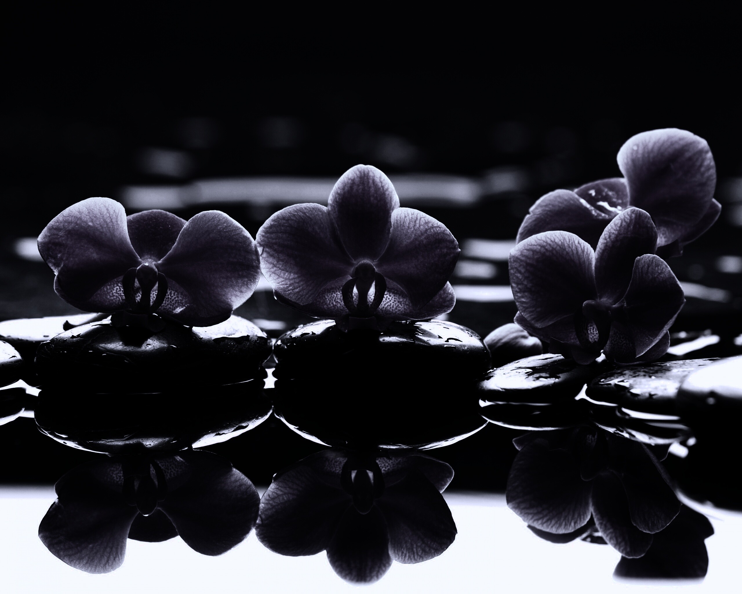 Орхидеи на камнях обои