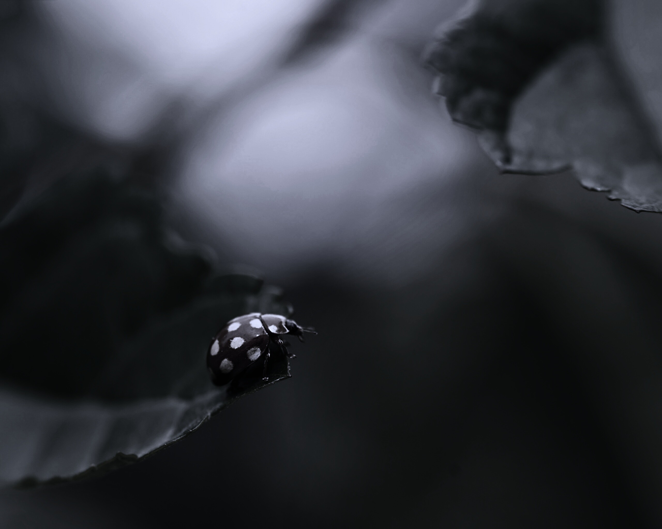 Божья коровка обои