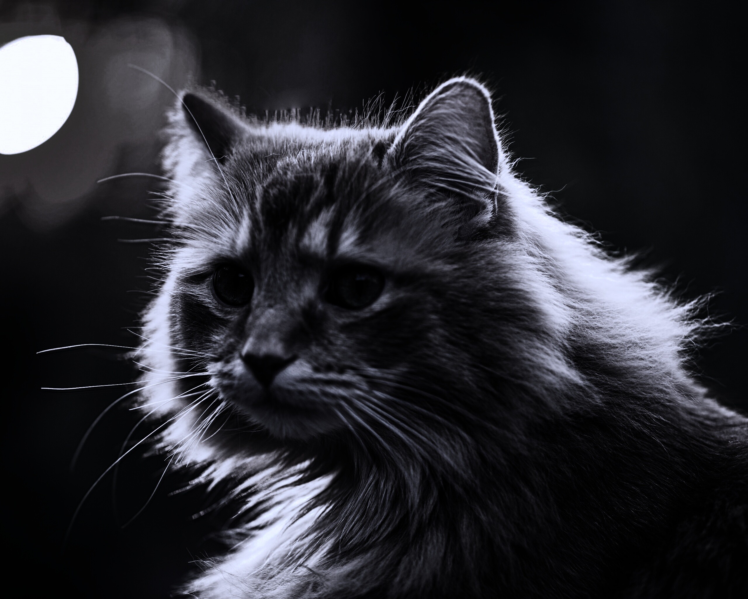 Рыжий кот в лучах солнца обои