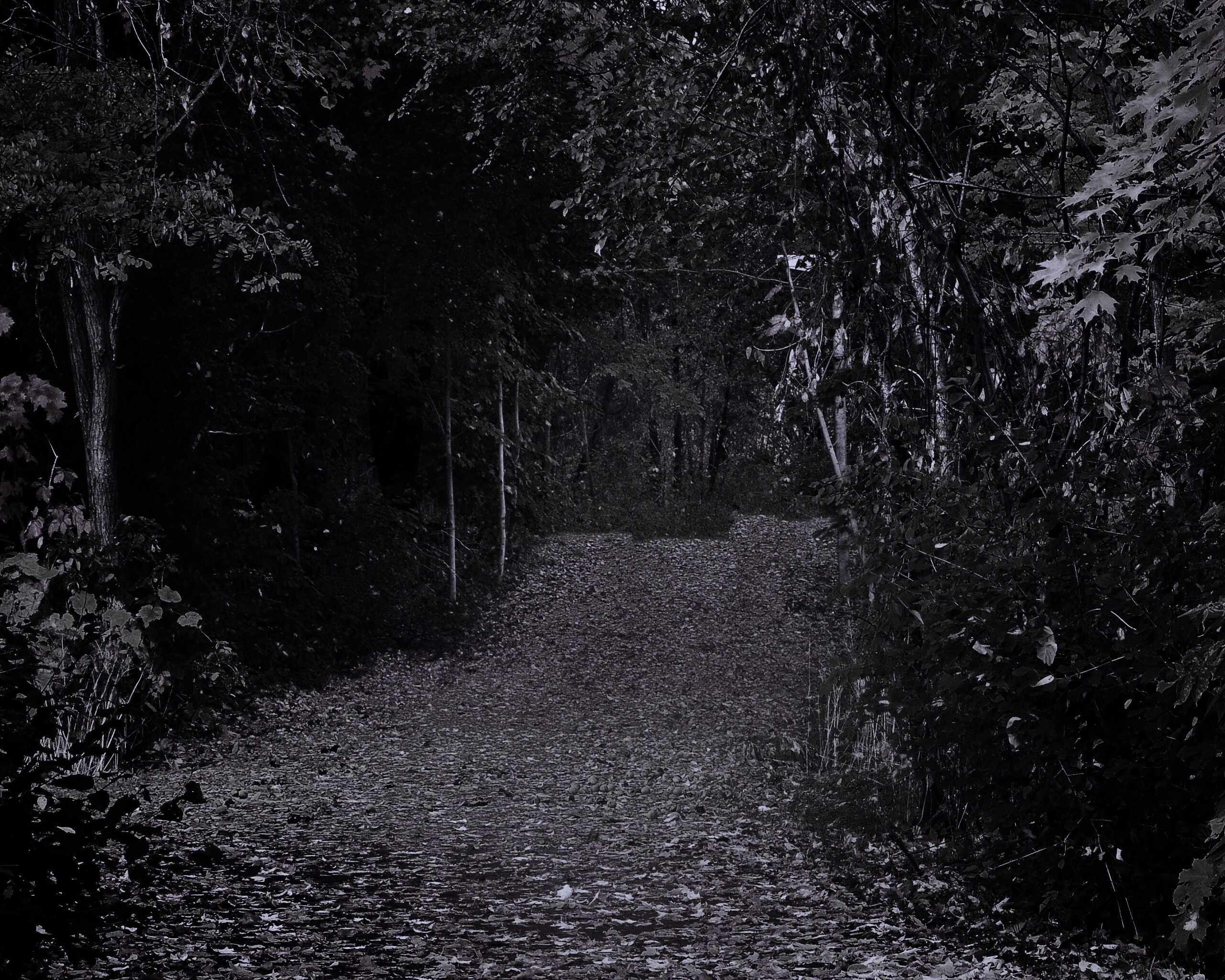 Дорожка в осеннем лесу обои