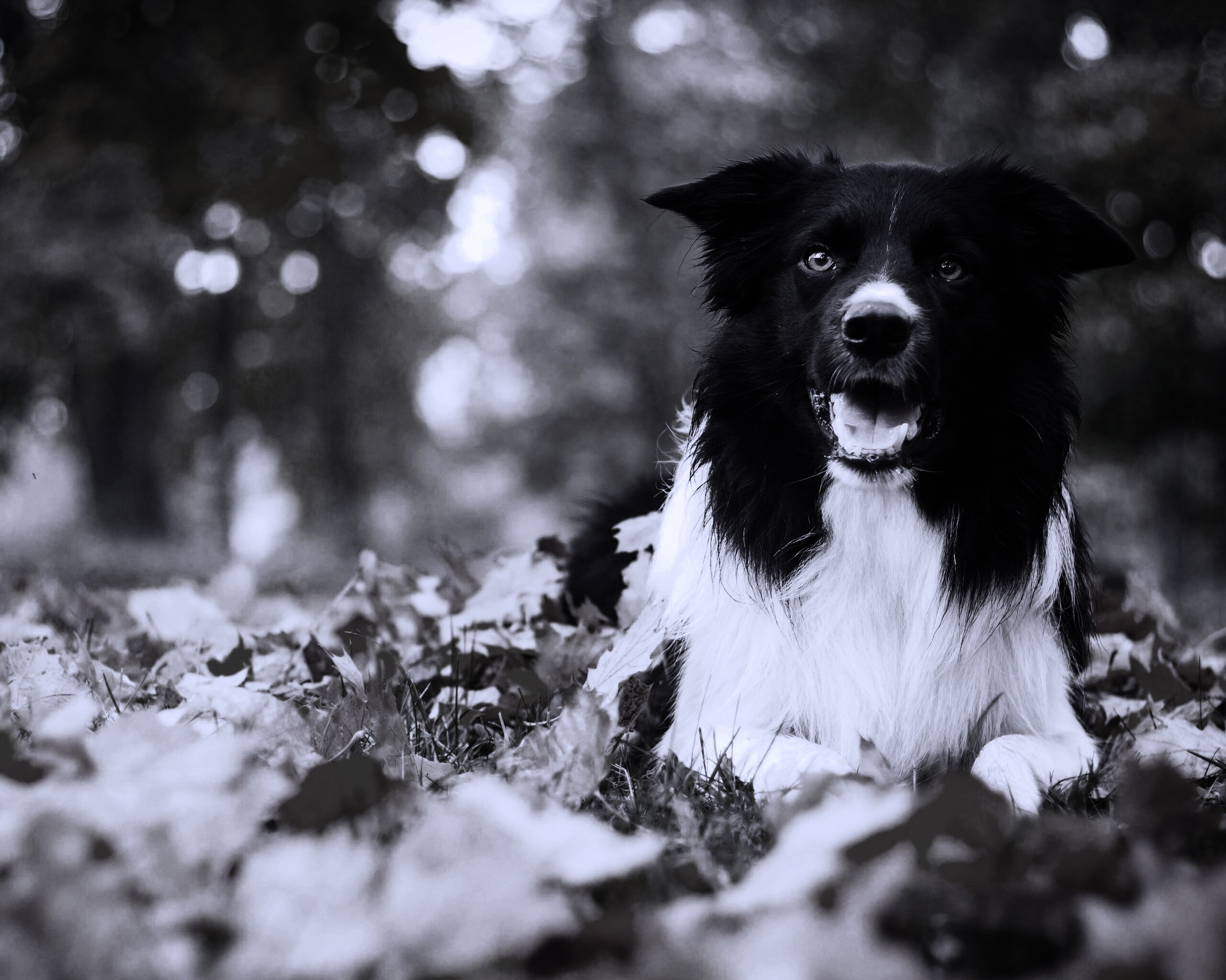 Пес среди листвы обои