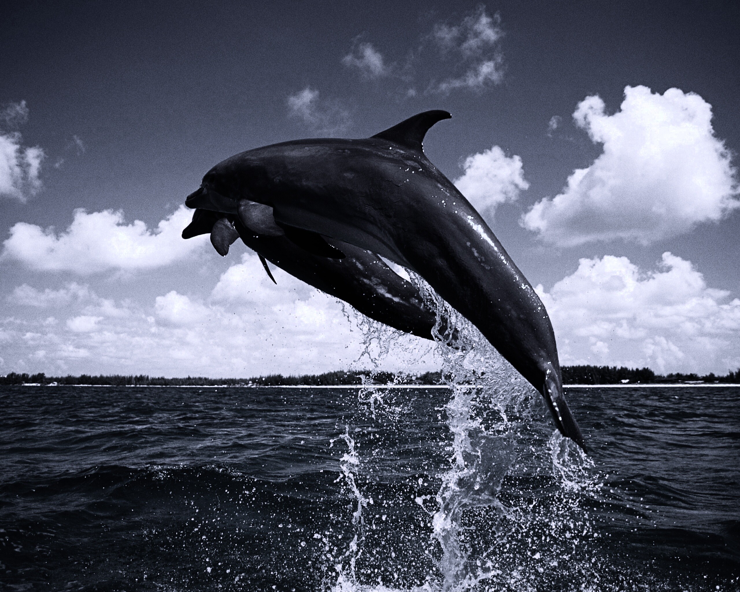 Дельфины обои