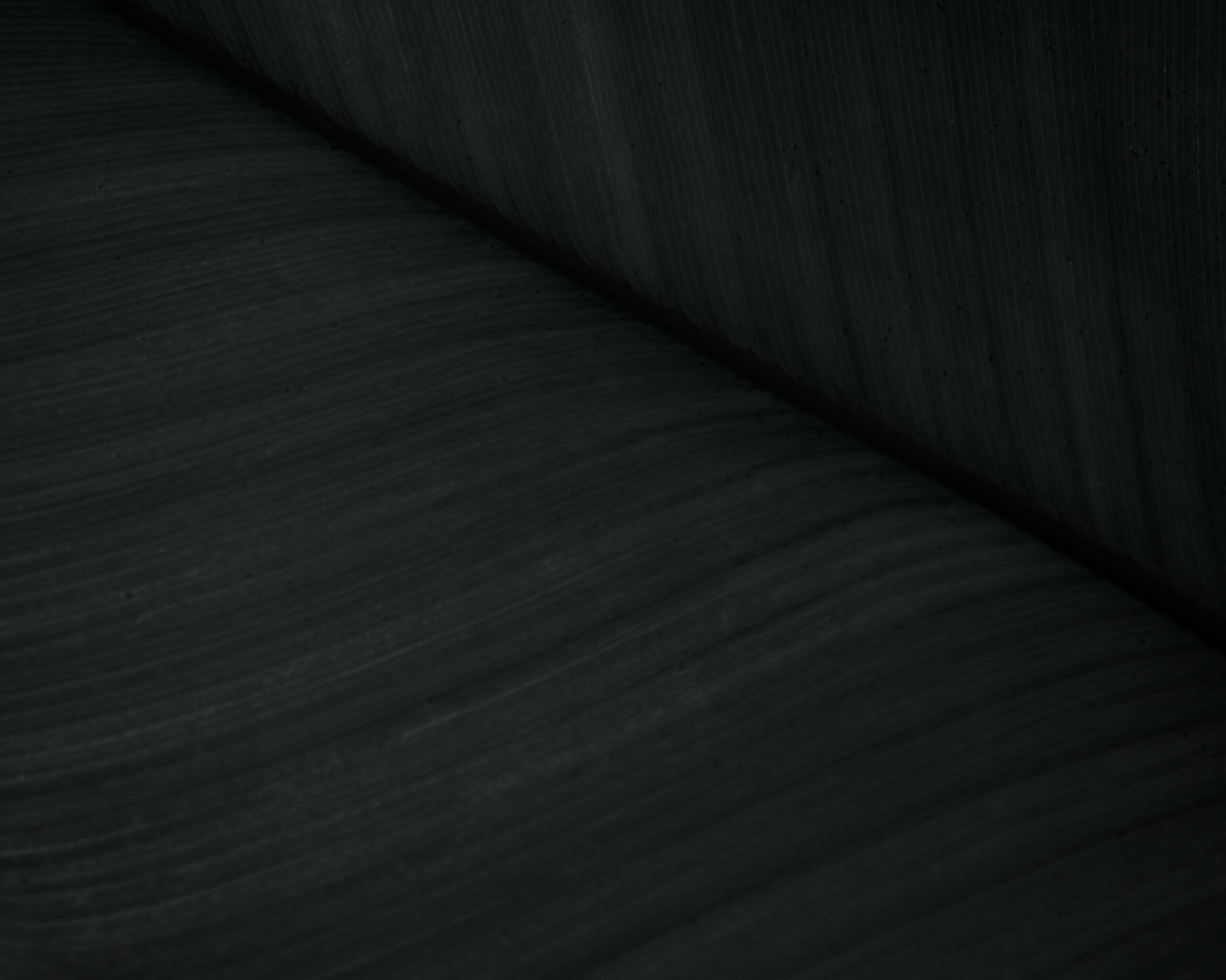 Зеленый лист обои