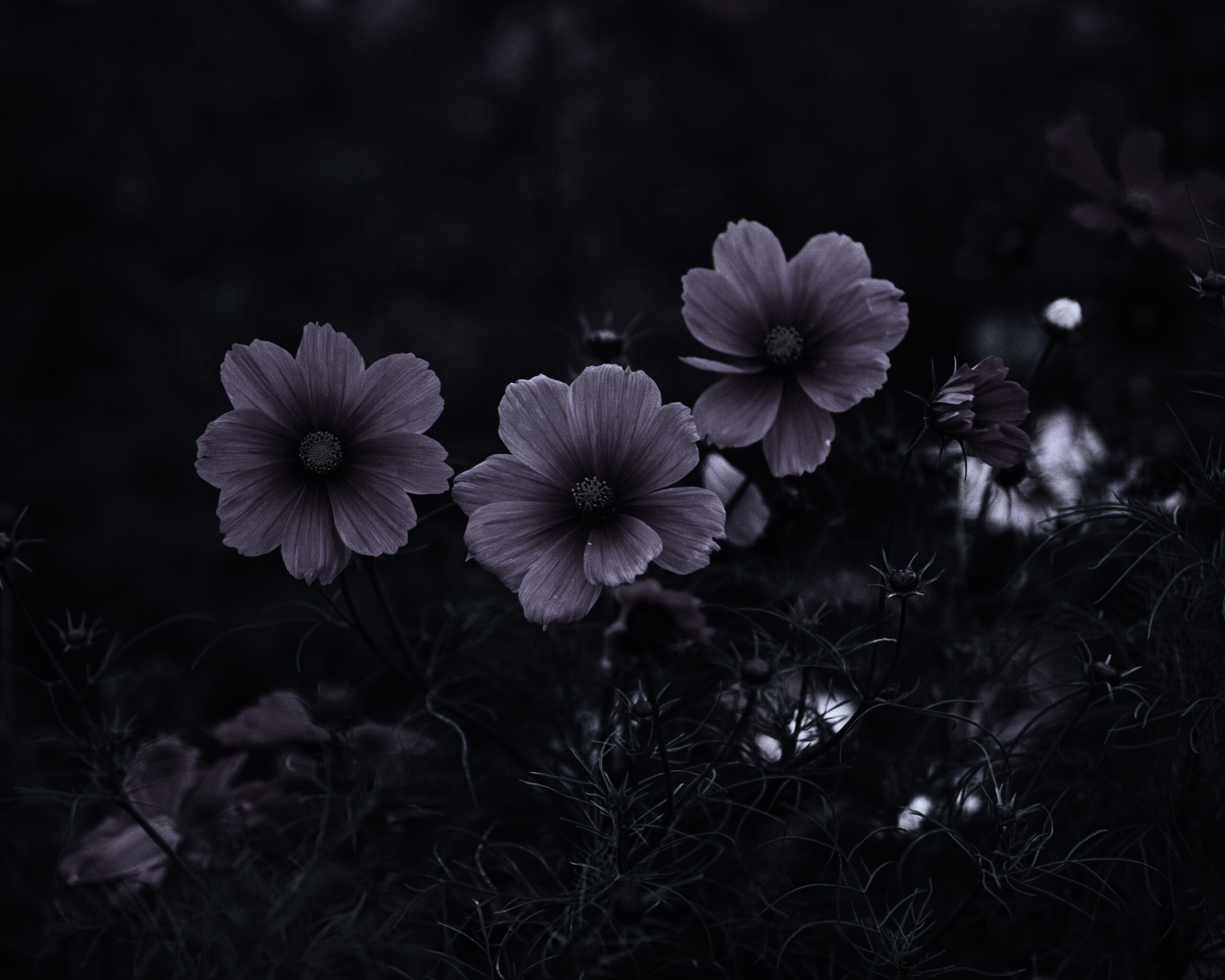 Яркие розовые цветы обои