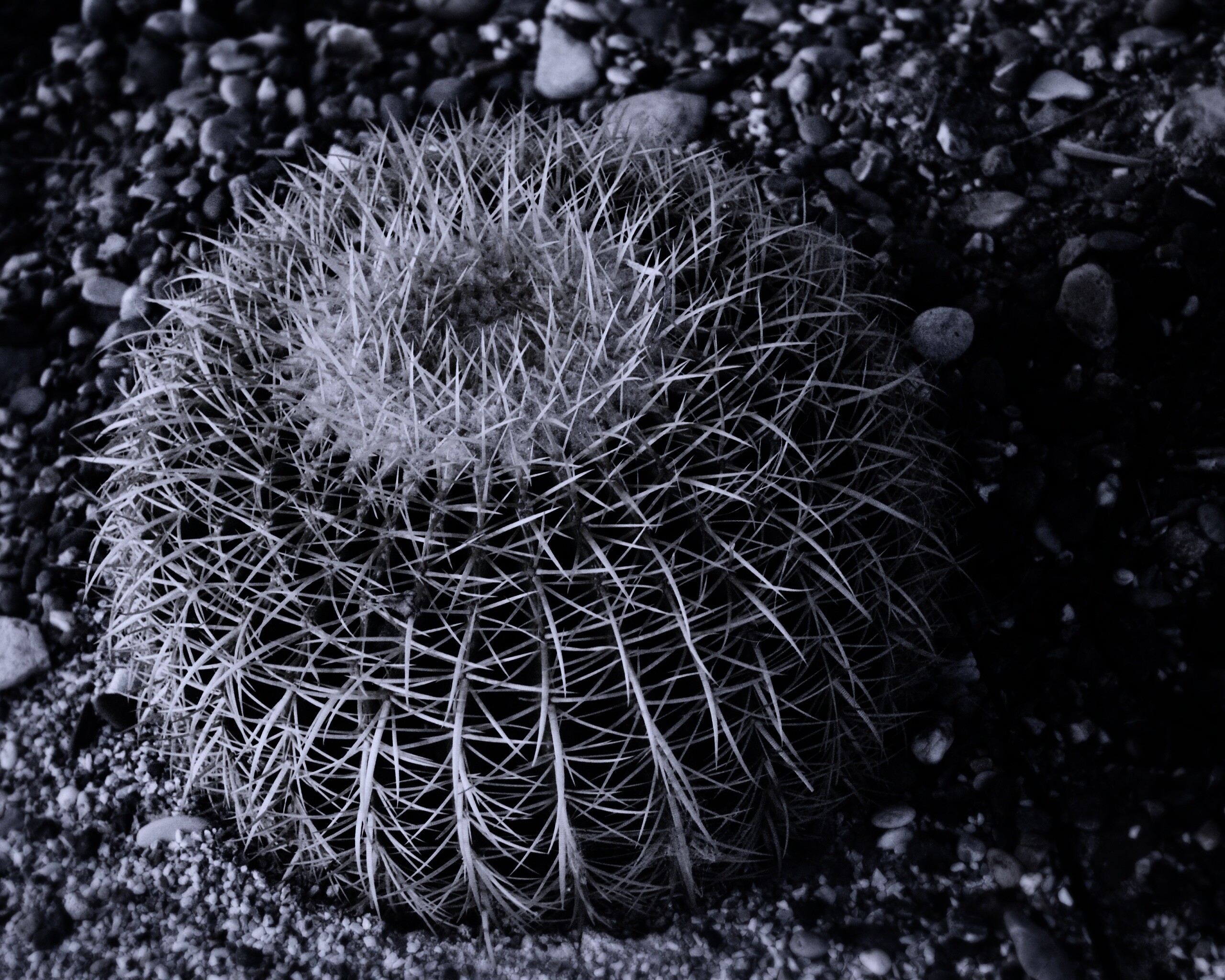 Круглый кактус обои