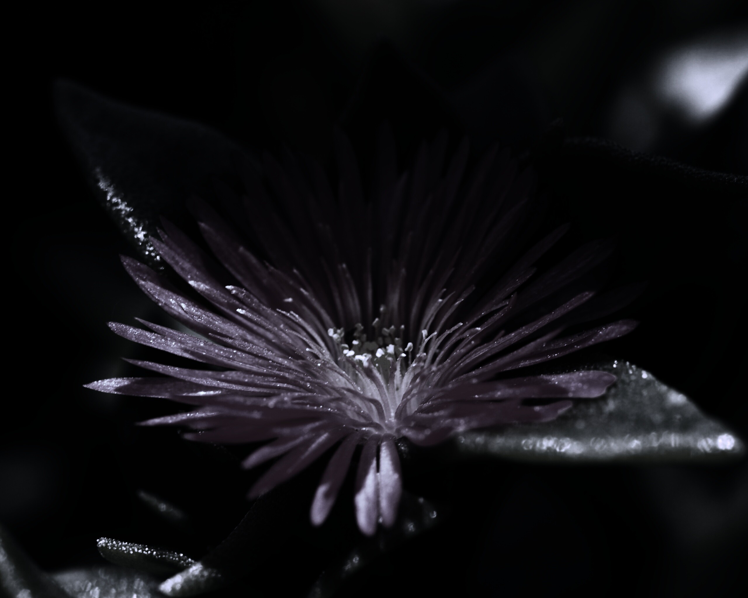 Чудесный цветок обои