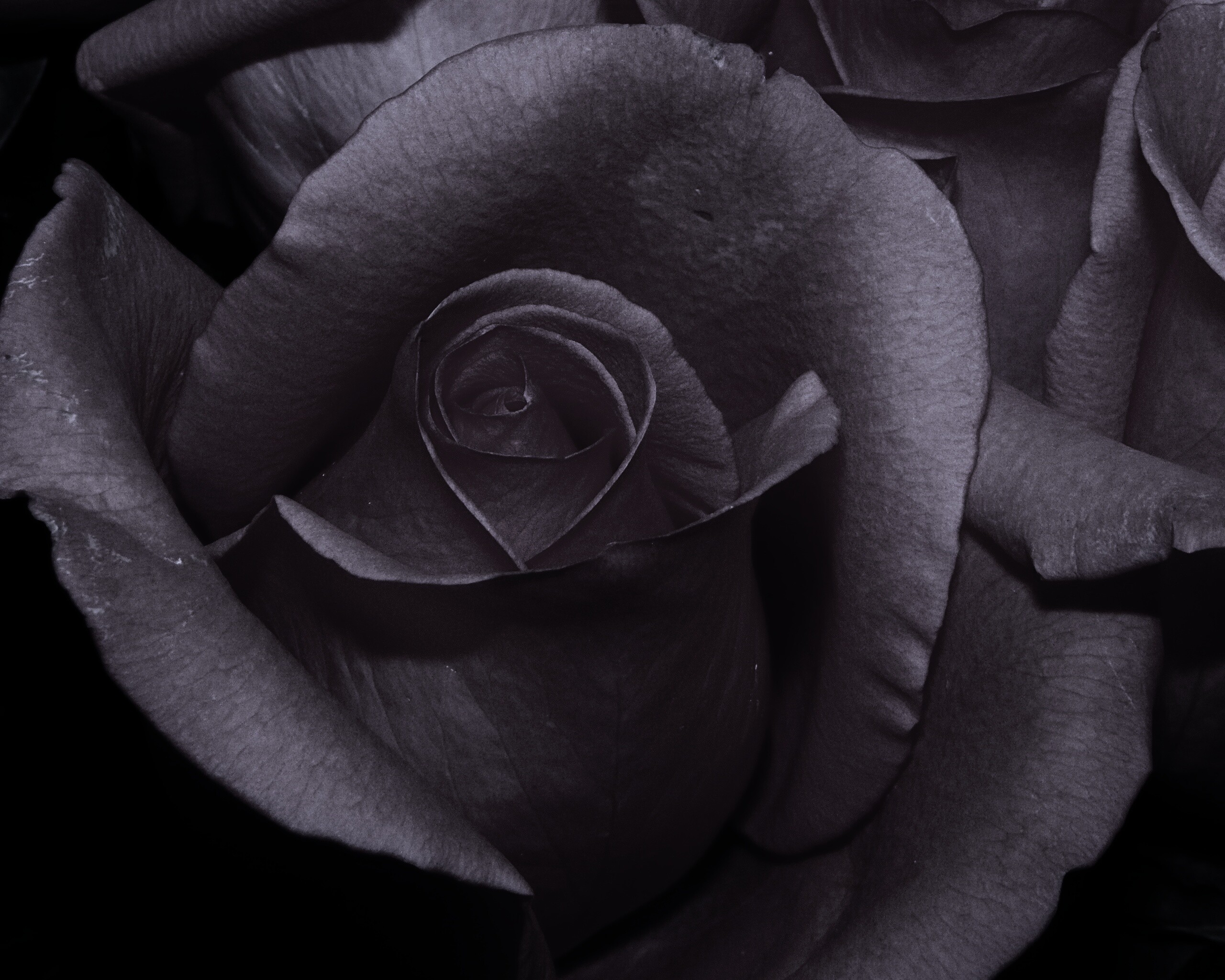 Бутон розы обои