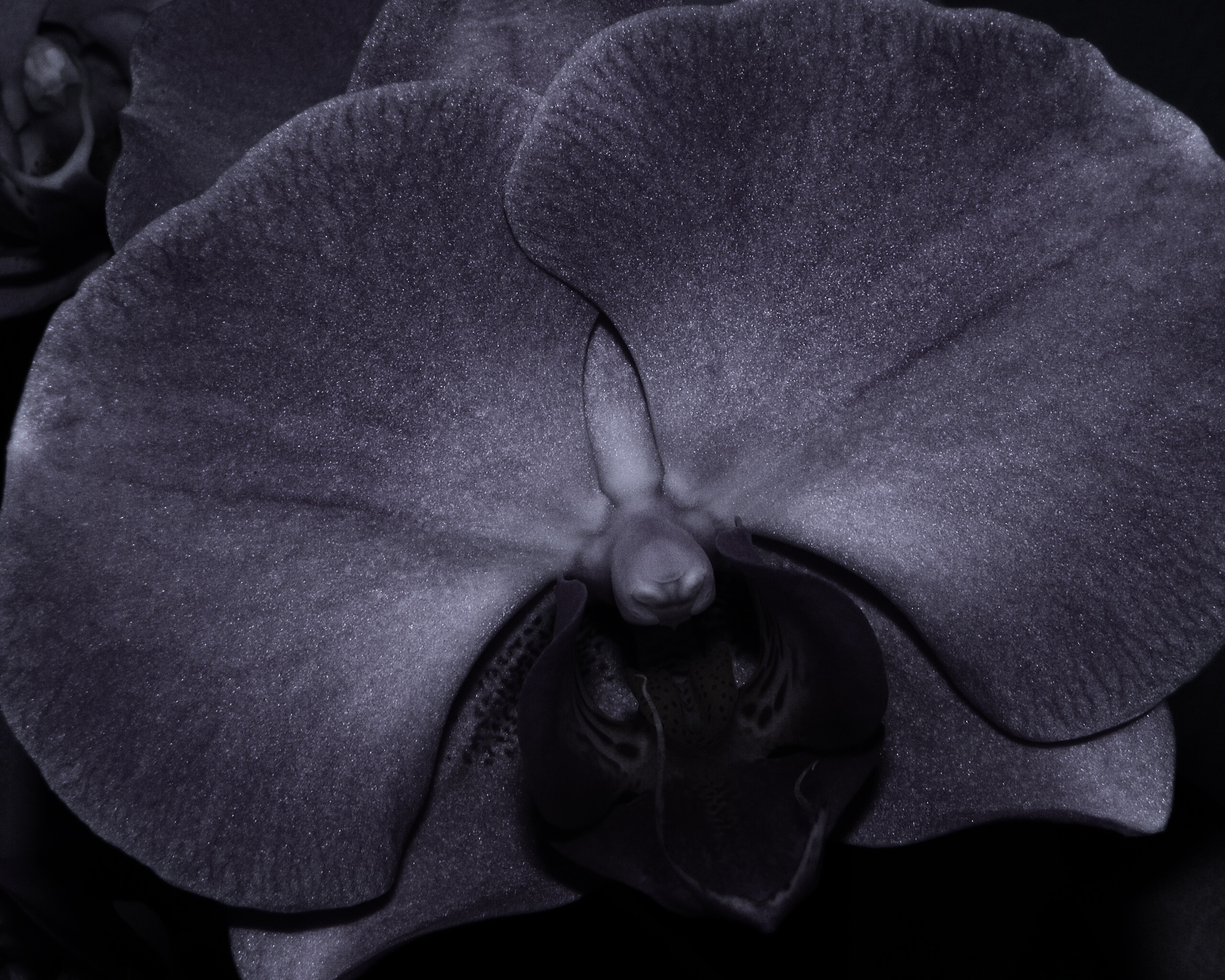 Фиолетовая орхидея обои