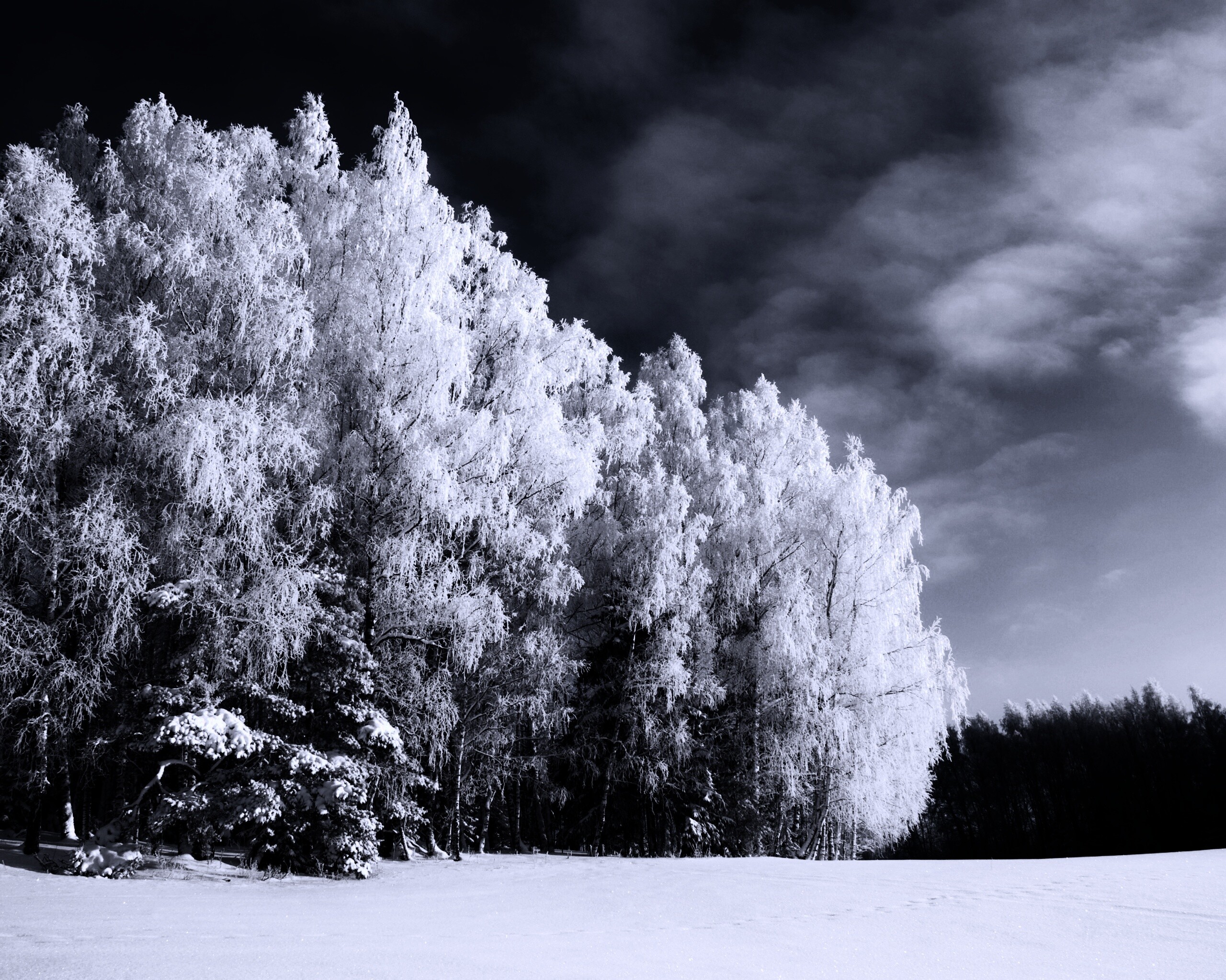 Заснеженные деревья обои