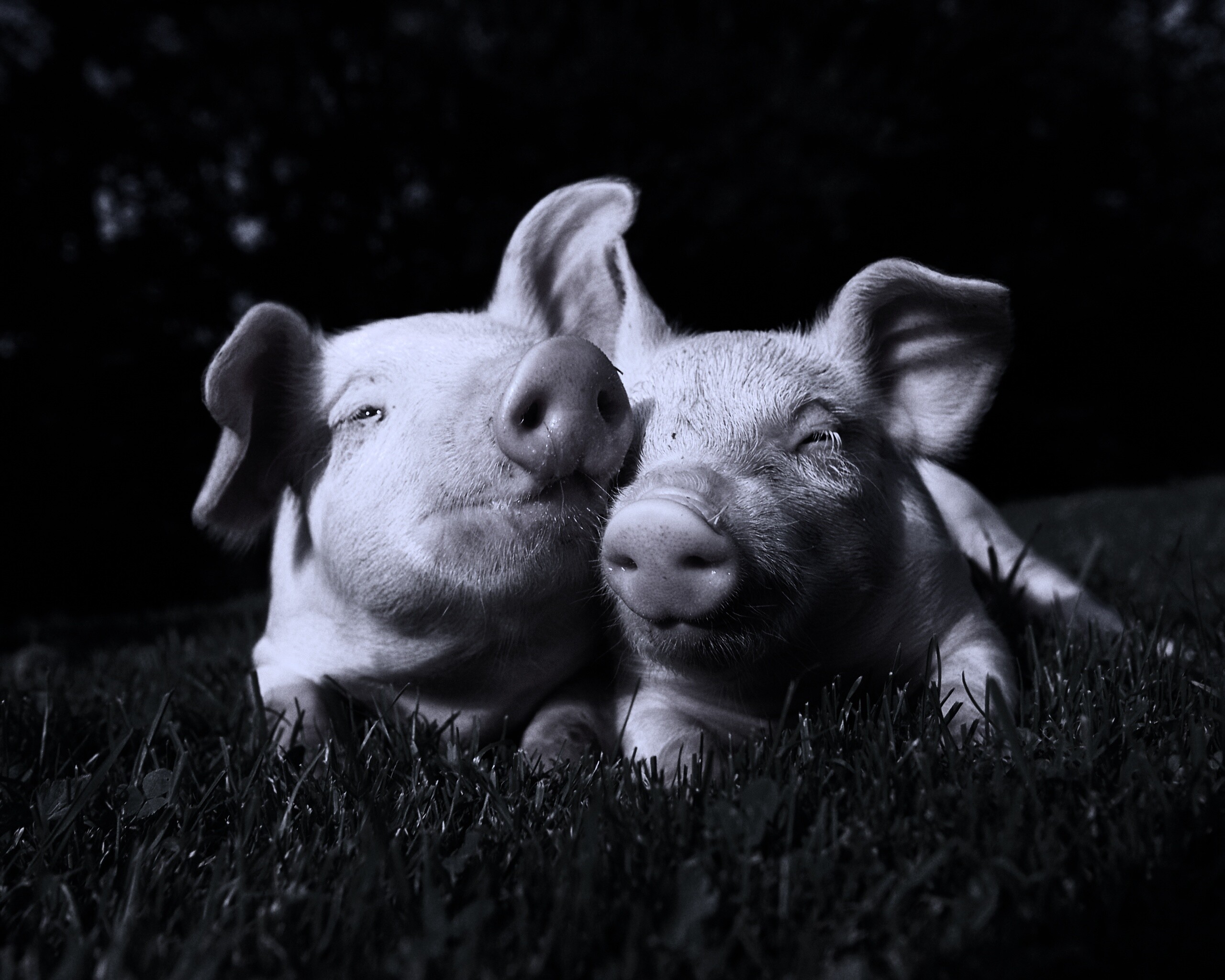 Два поросёнка обои