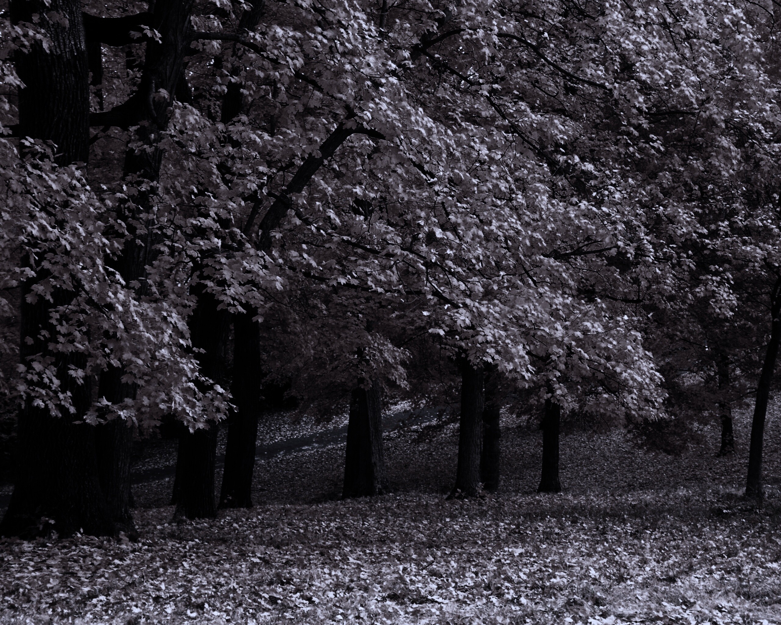 Парковая осень обои