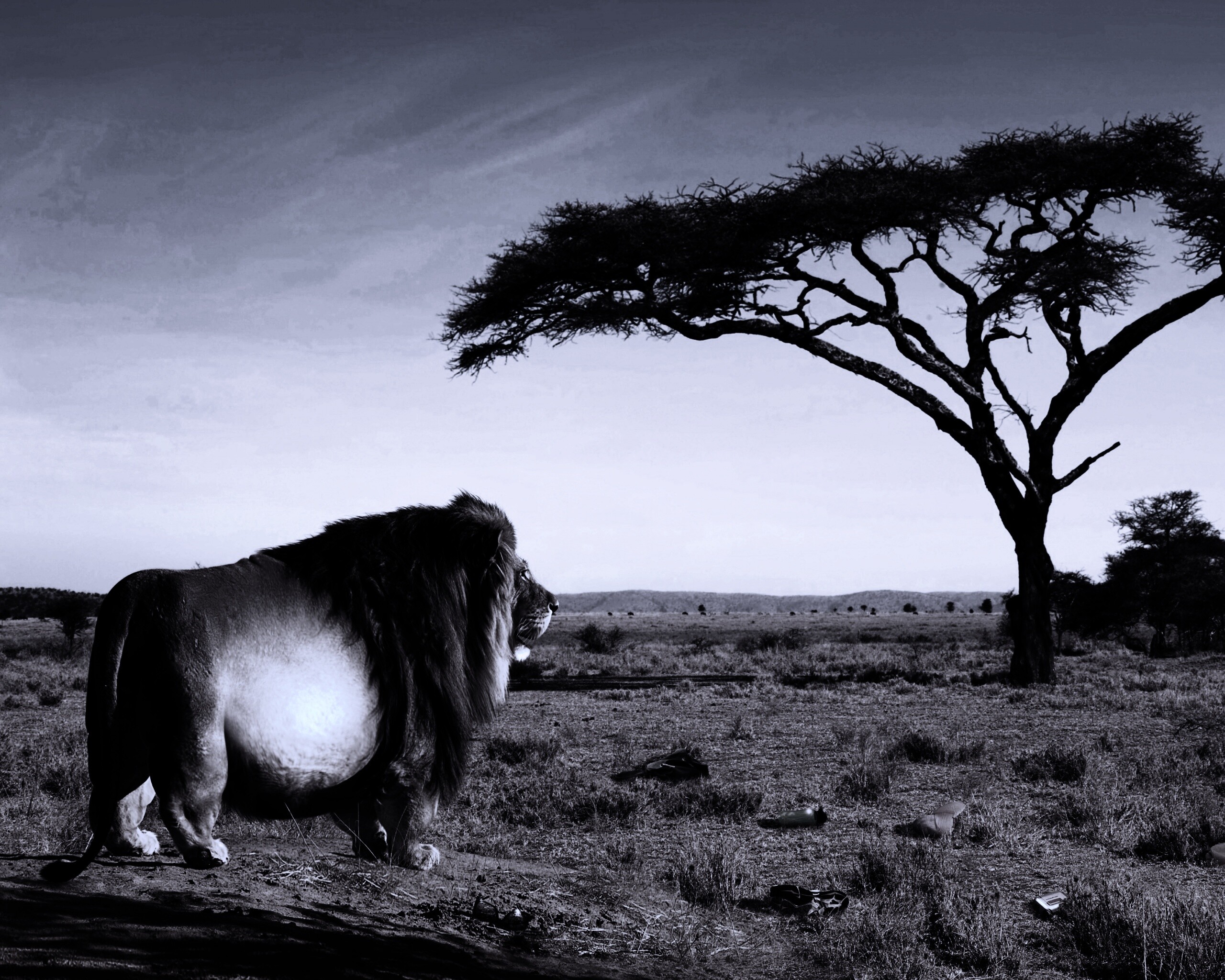 Толстый лев обои