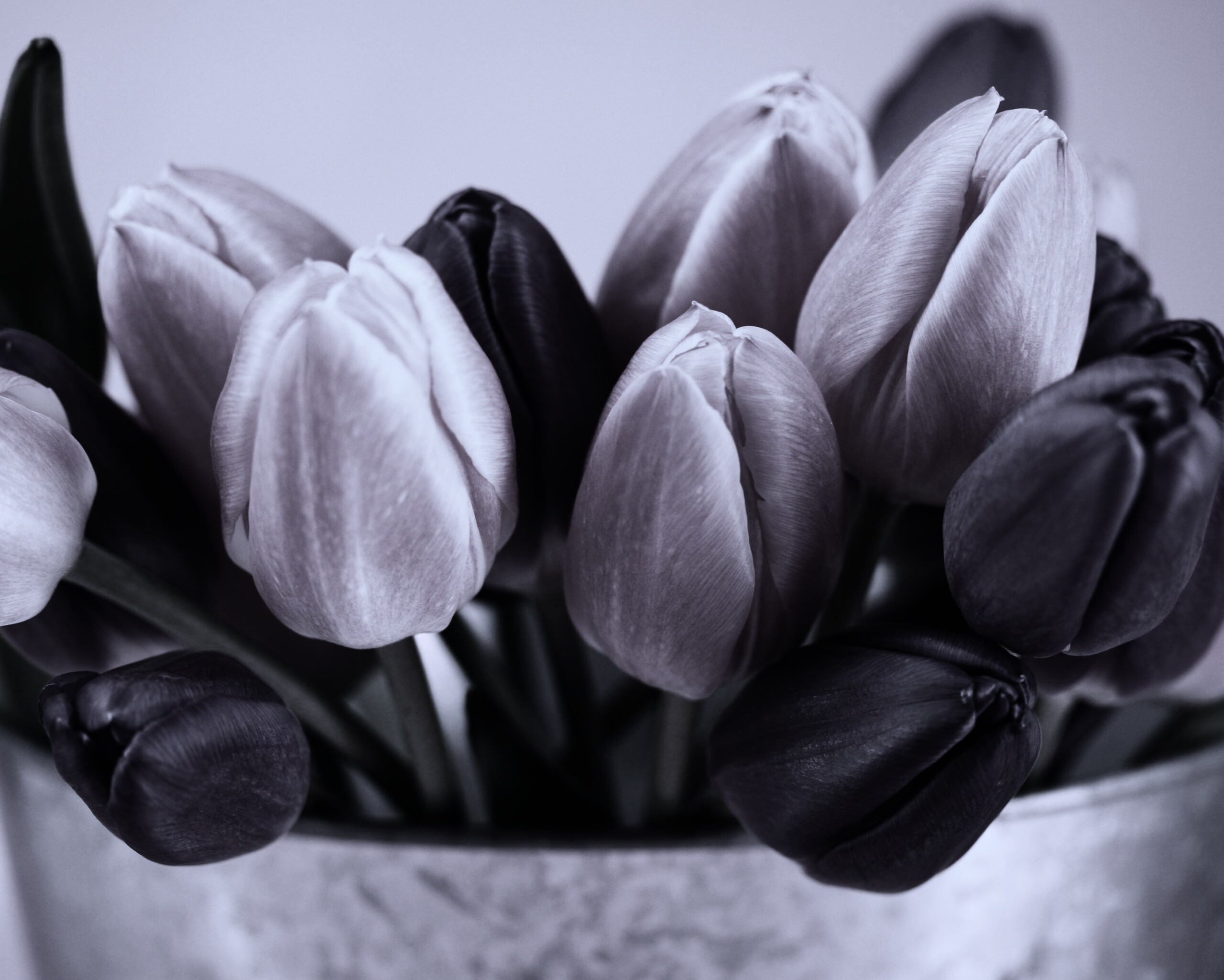 Розовые и фиолетовые тюльпаны обои