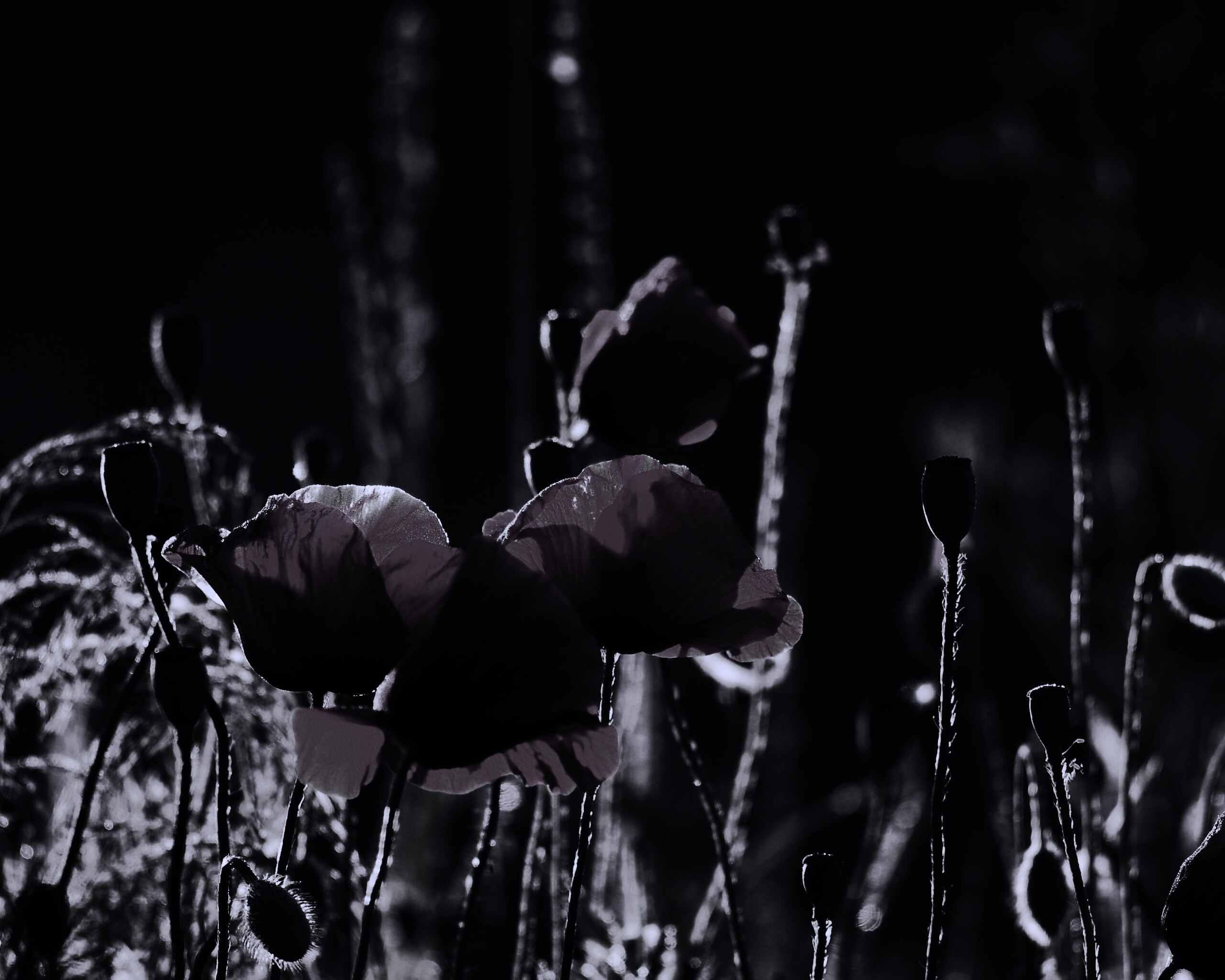 Макро фото мака обои