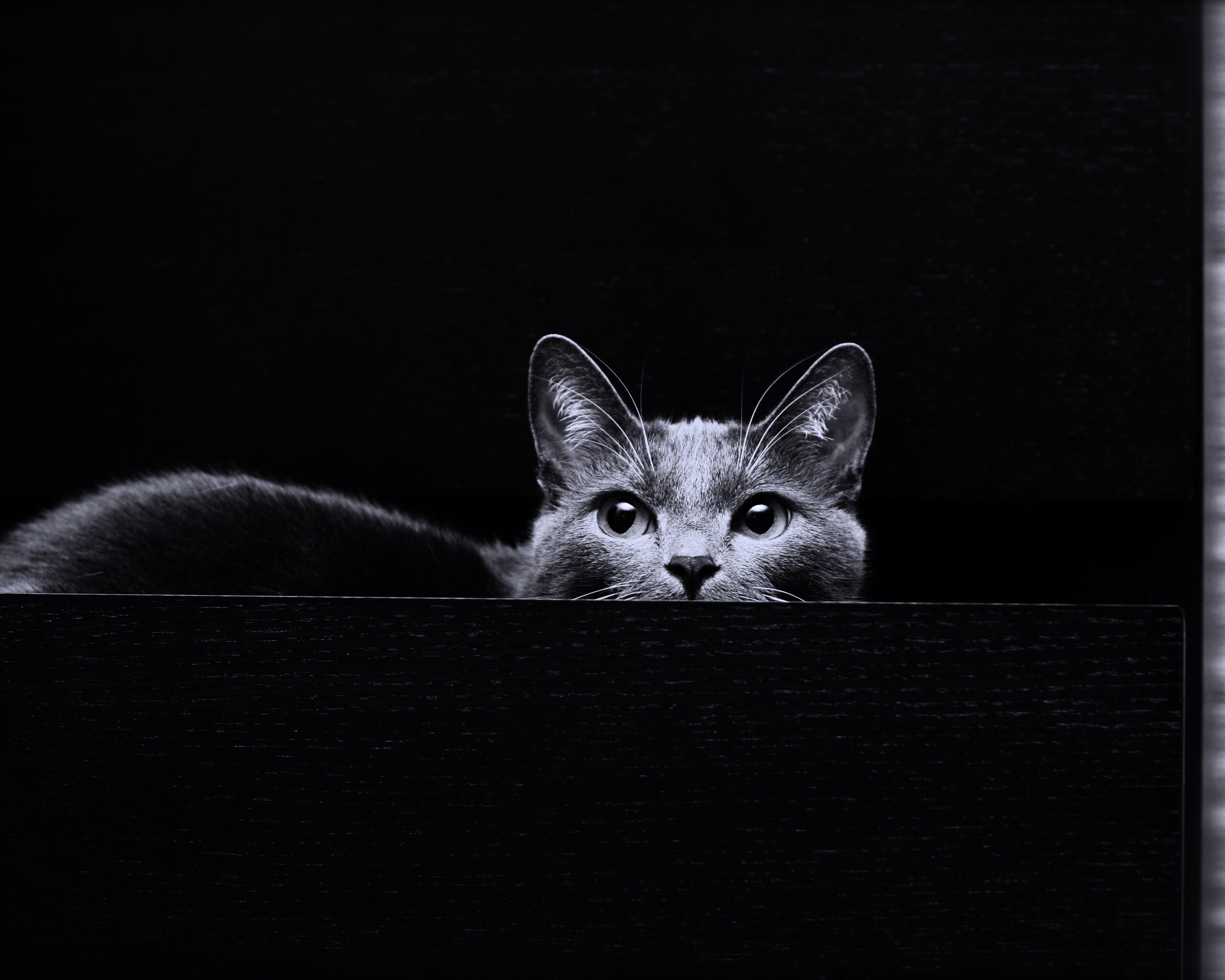 Кот в ящике комода обои