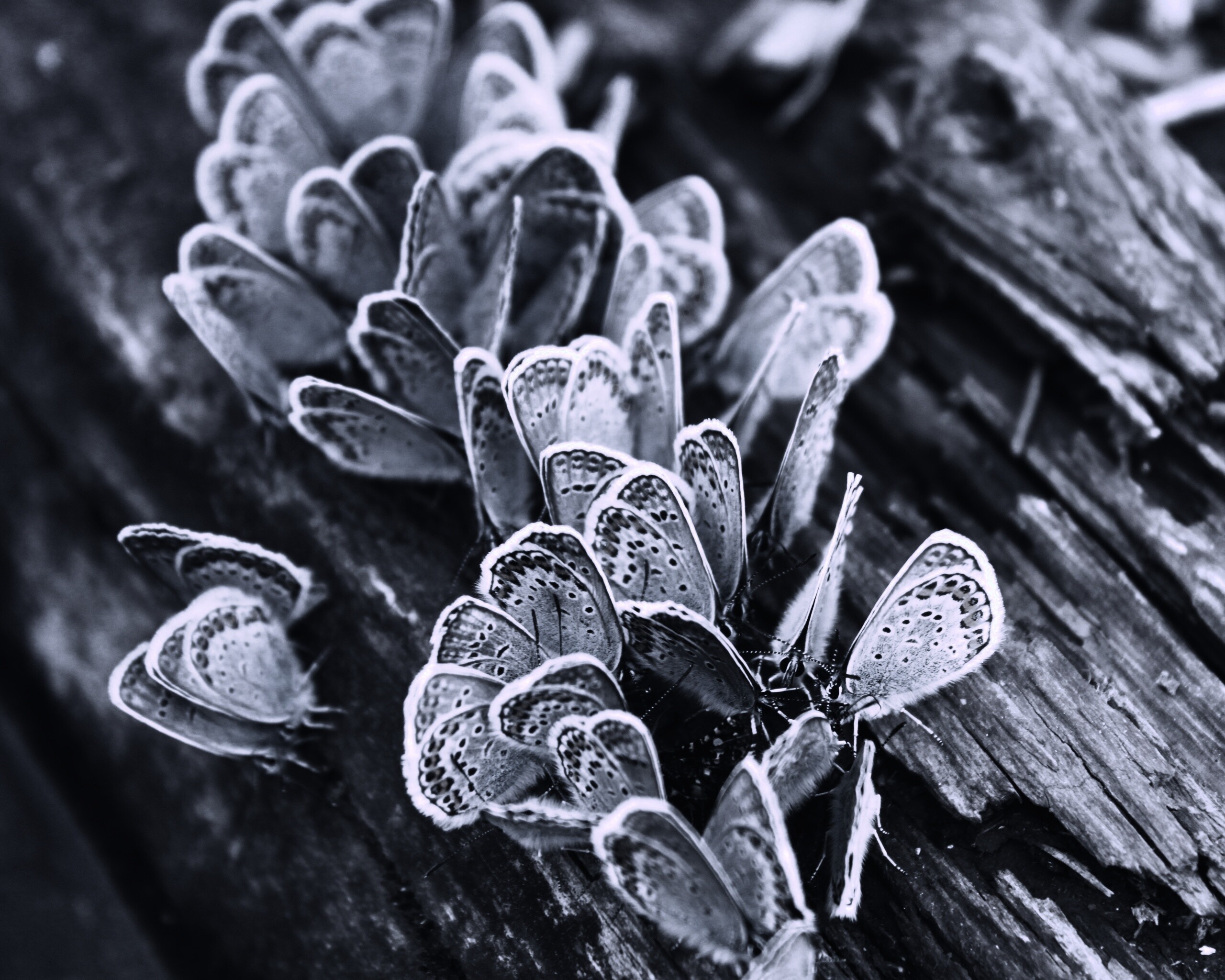 Голубые бабочки обои