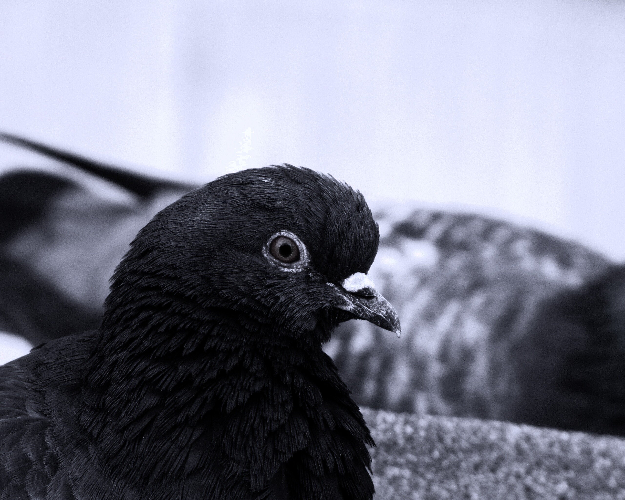 Смотрит в самую душу обои