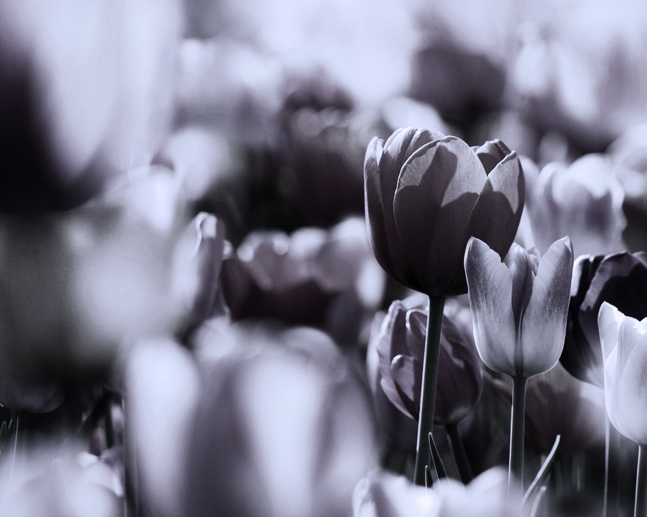 Красивые тюльпаны обои