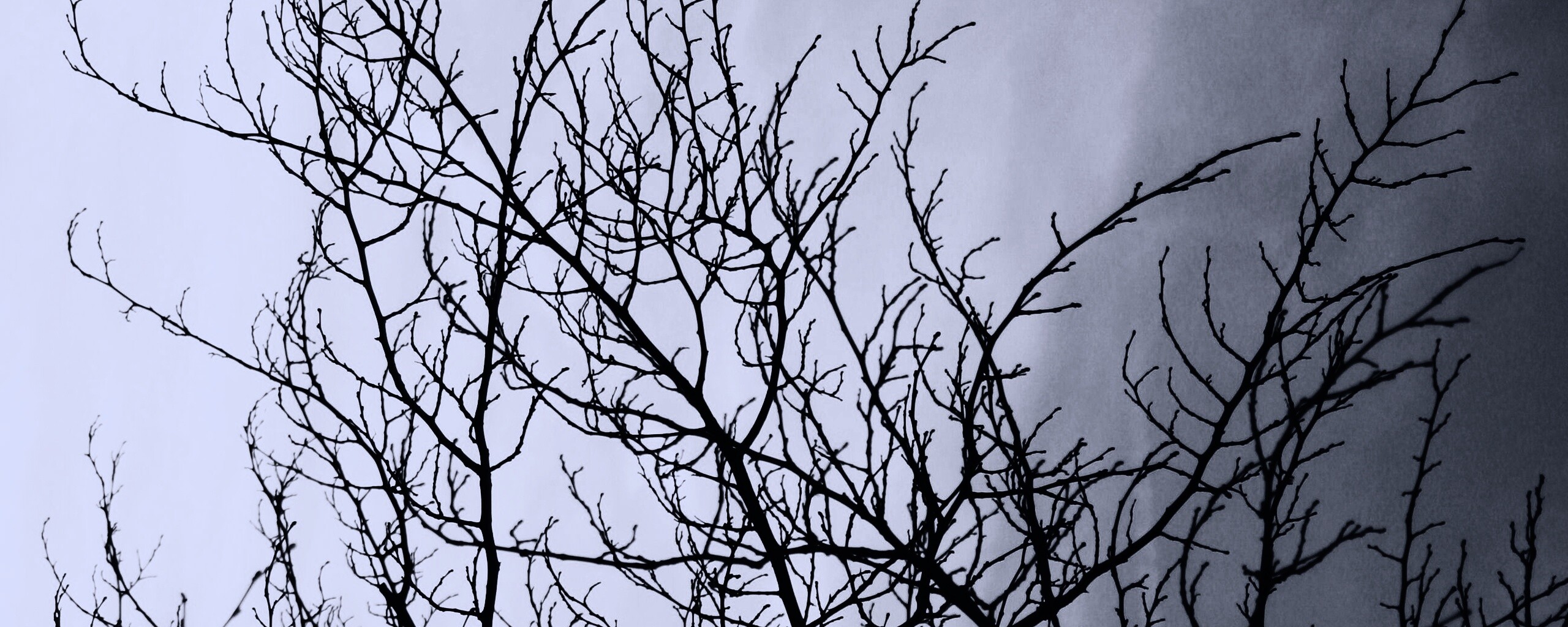 Ветвистое дерево обои