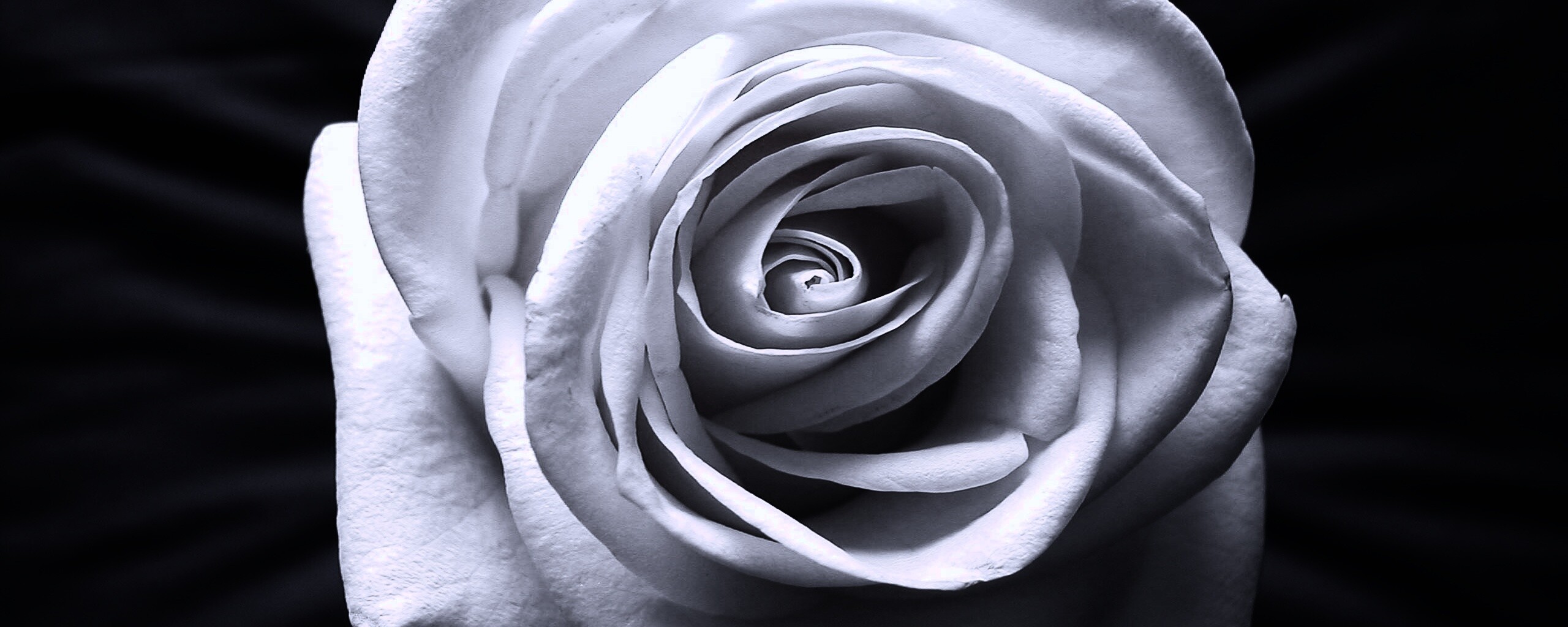 Белая роза обои