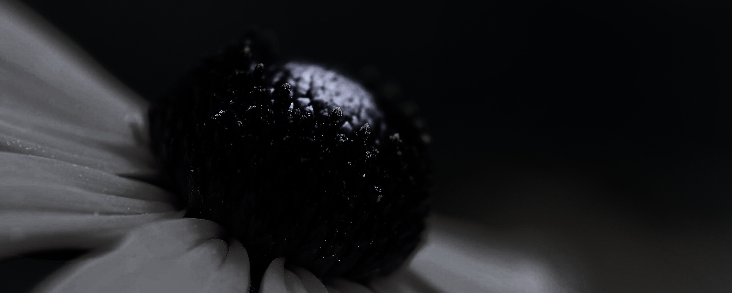 Золотой цветок обои