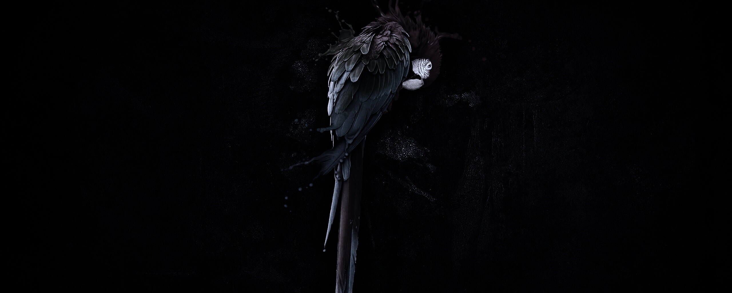 Попугай обои