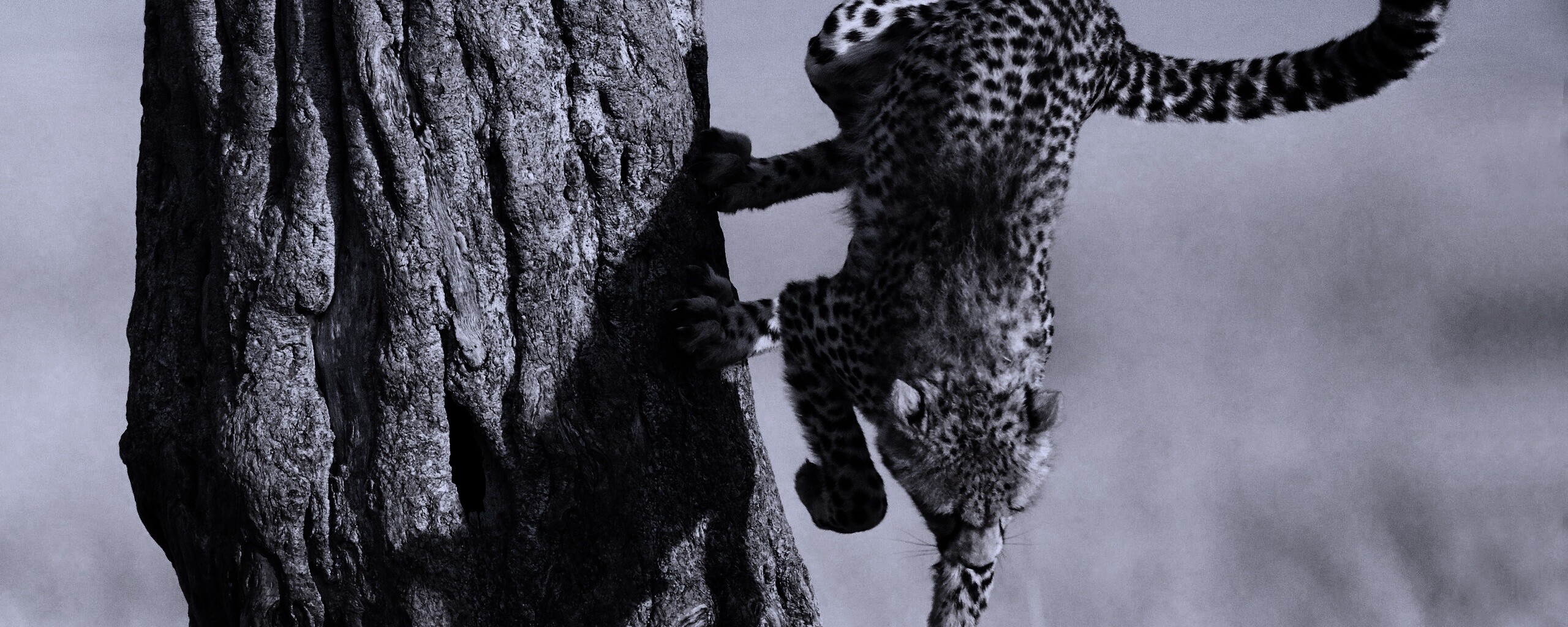 Скалолаз обои